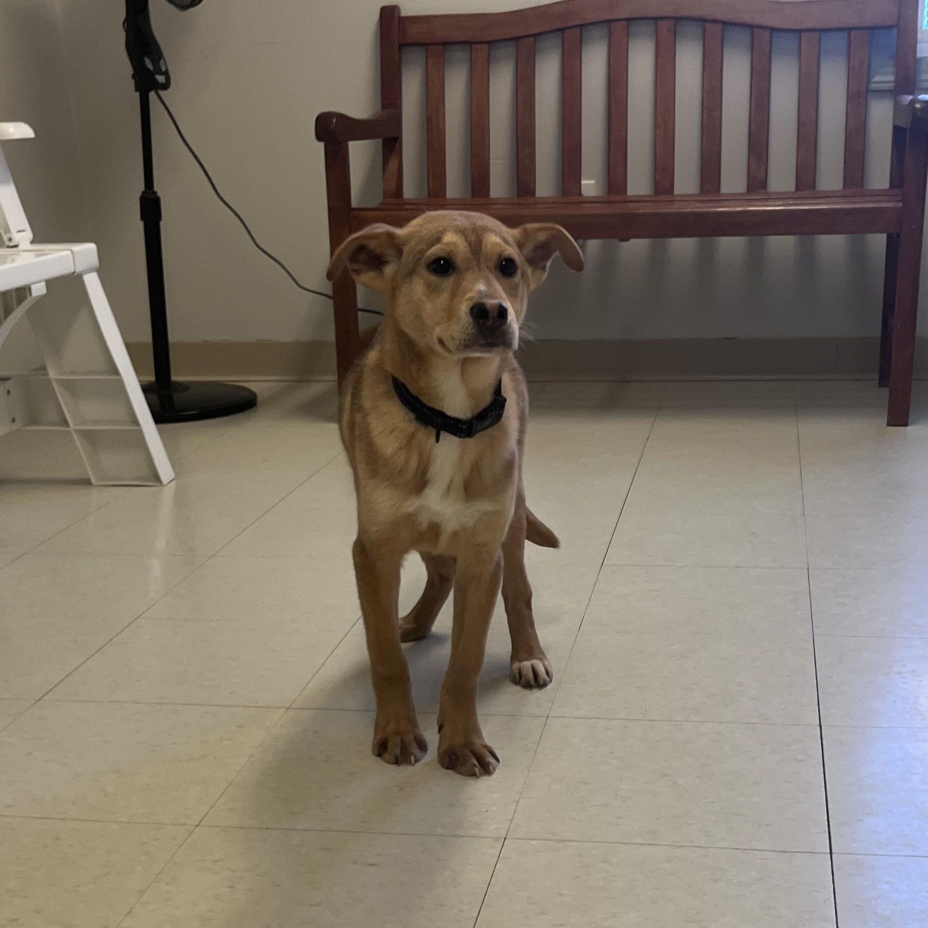 Keegan @ Prison Program, a Adoptable mixed breed in West Jefferson, OH image 2/2