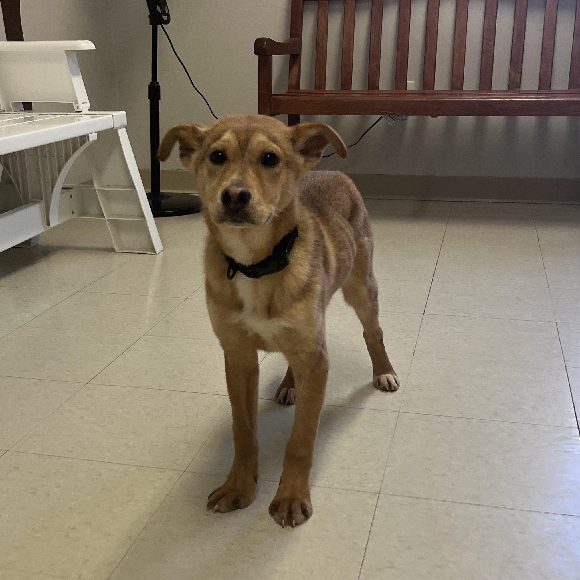 Keegan @ Prison Program, Adoptable, Young Male Mixed Breed.