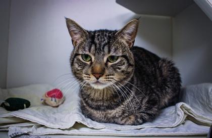 Blaze — thumbnail 2