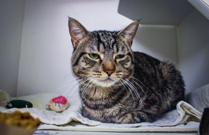 Blaze — thumbnail 3