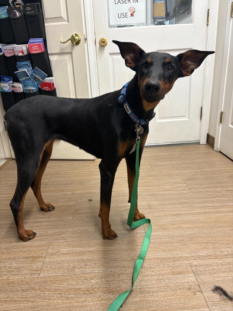 Enlarge Angela, a Adoptable Doberman Pinscher in Reno, NV image 1/4