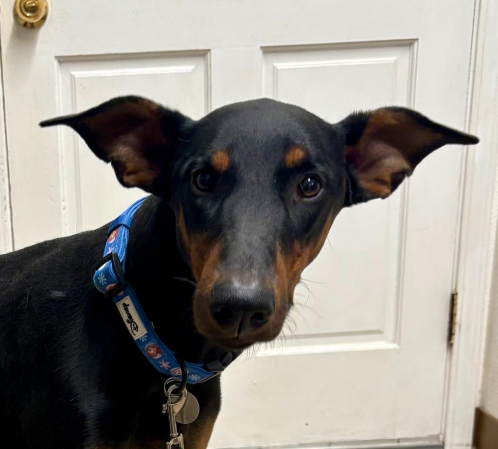 Enlarge Angela, a Adoptable Doberman Pinscher in Reno, NV image 2/4