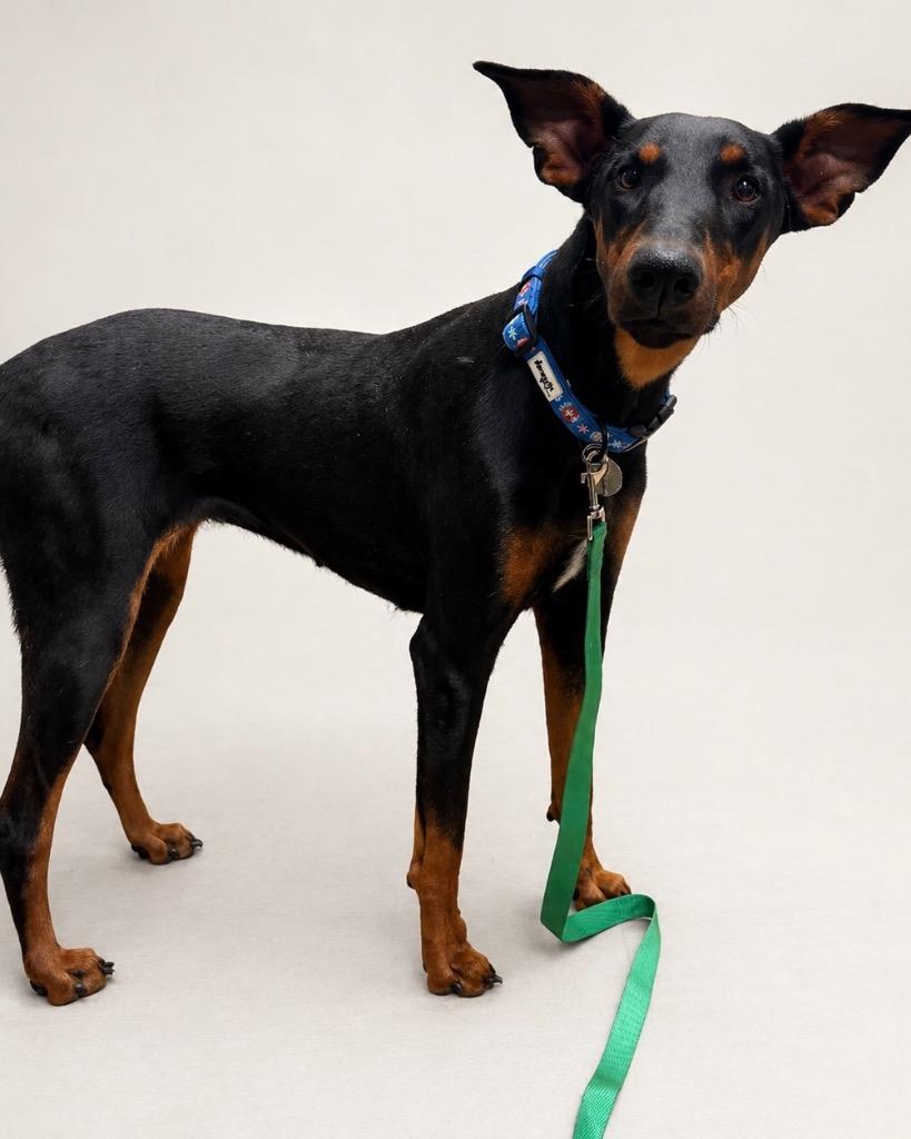 Enlarge Angela, a Adoptable Doberman Pinscher in Reno, NV image 4/4