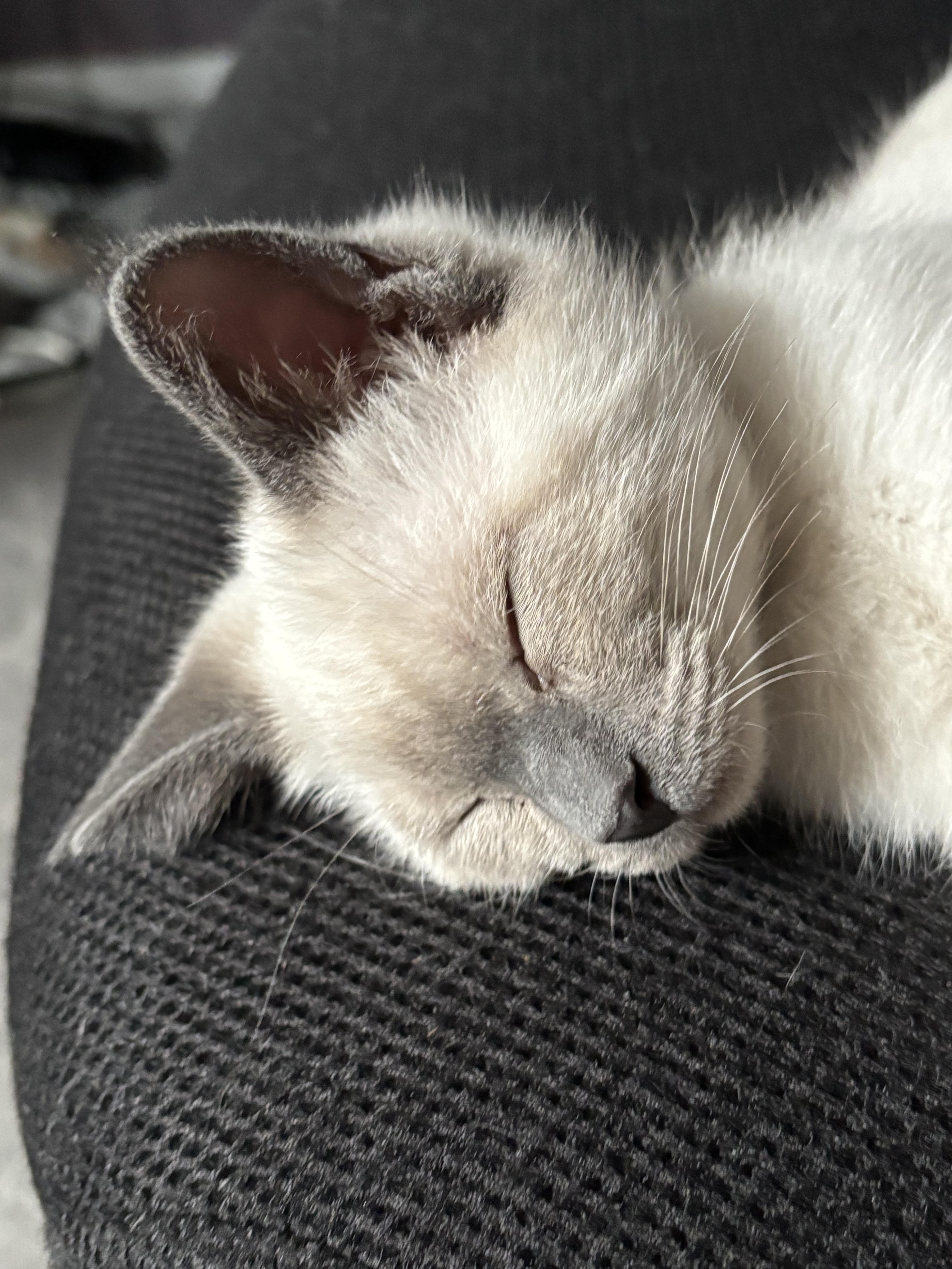 Enlarge Huey Lewis, a ADOPTABLE Domestic Short Hair in Salt Lake City, UT image 4/5