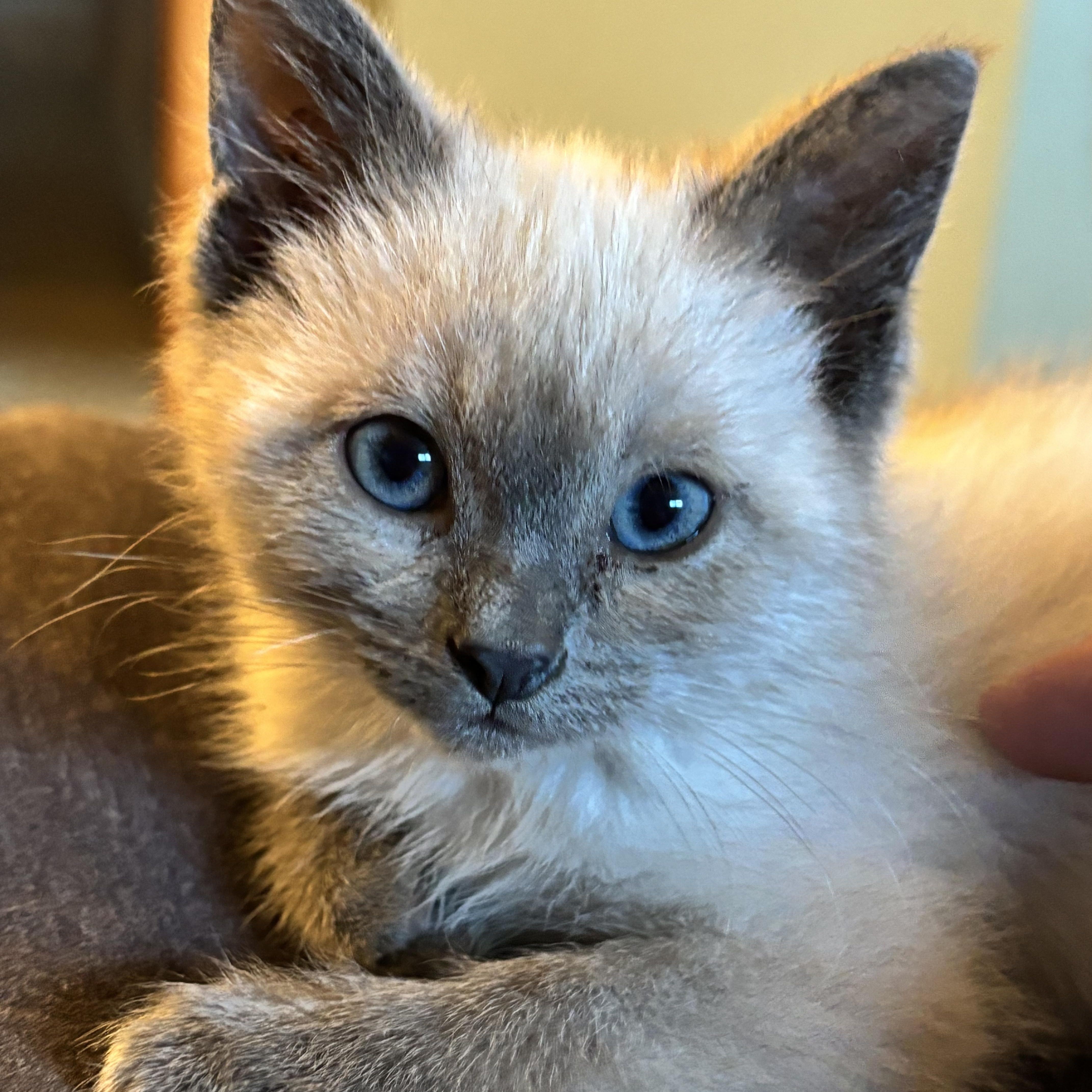 Enlarge Huey Lewis, a ADOPTABLE Domestic Short Hair in Salt Lake City, UT image 2/5