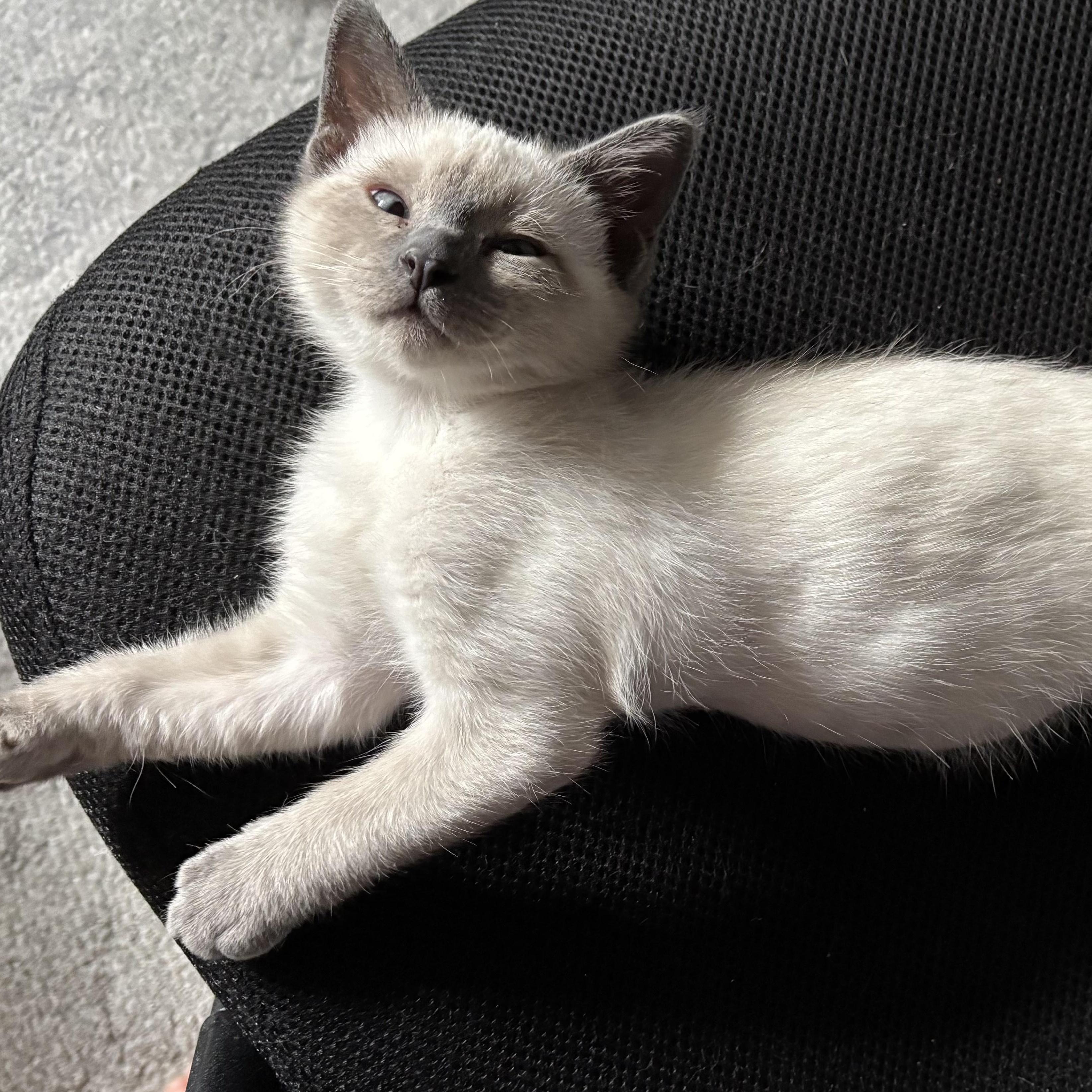 Enlarge Huey Lewis, a ADOPTABLE Domestic Short Hair in Salt Lake City, UT image 5/5