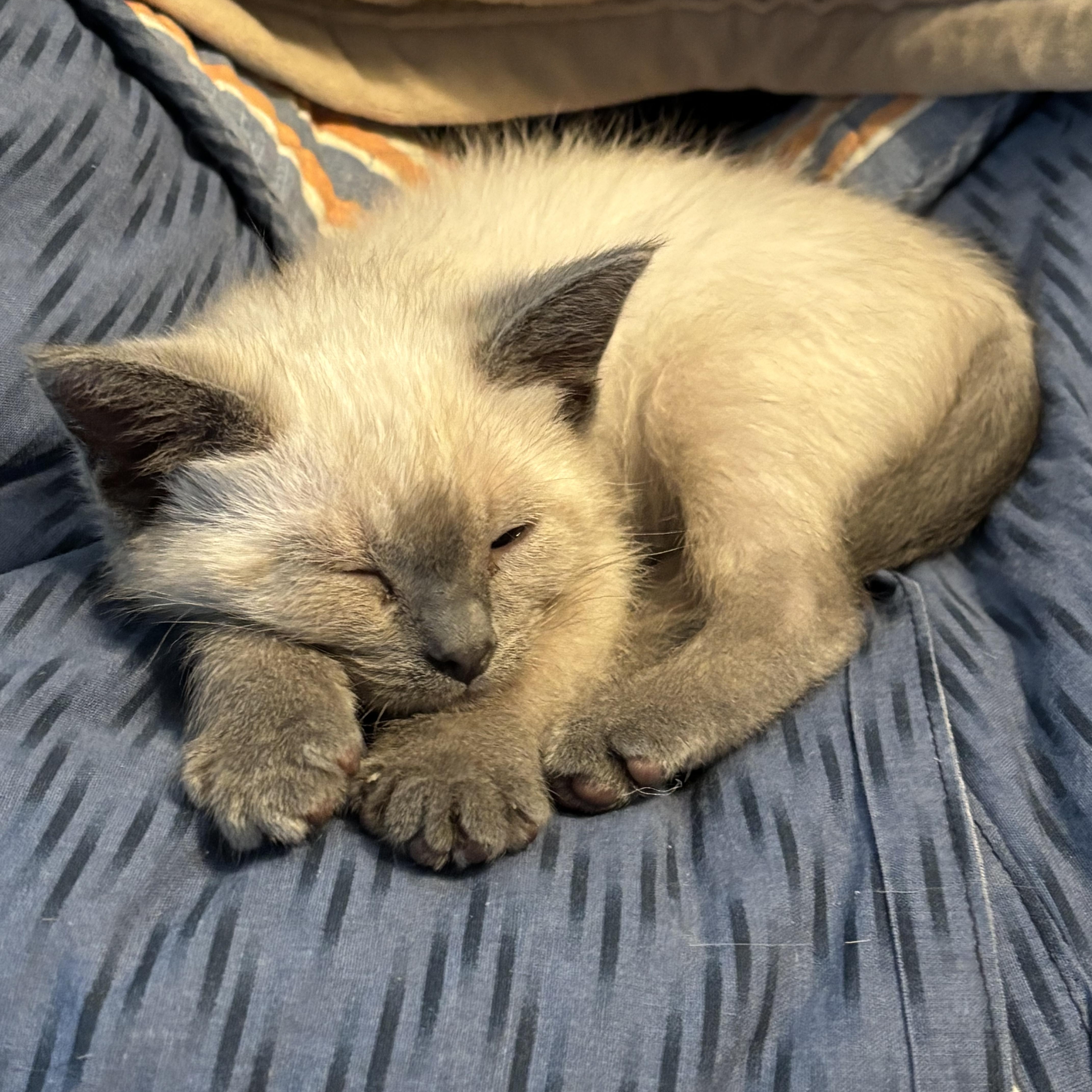 Enlarge Huey Lewis, a ADOPTABLE Domestic Short Hair in Salt Lake City, UT image 3/5