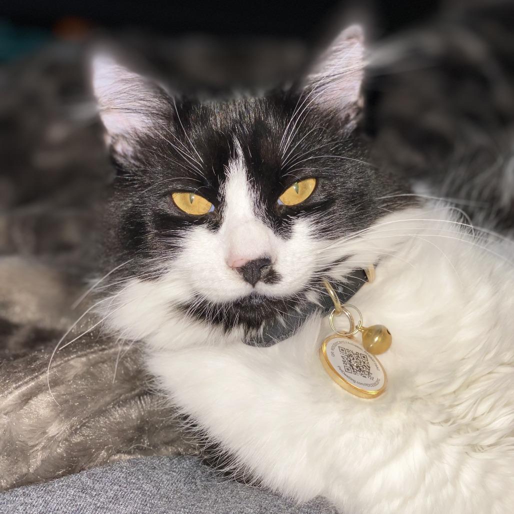 Meowlo, Adoptable, Adult Male Ragdoll.