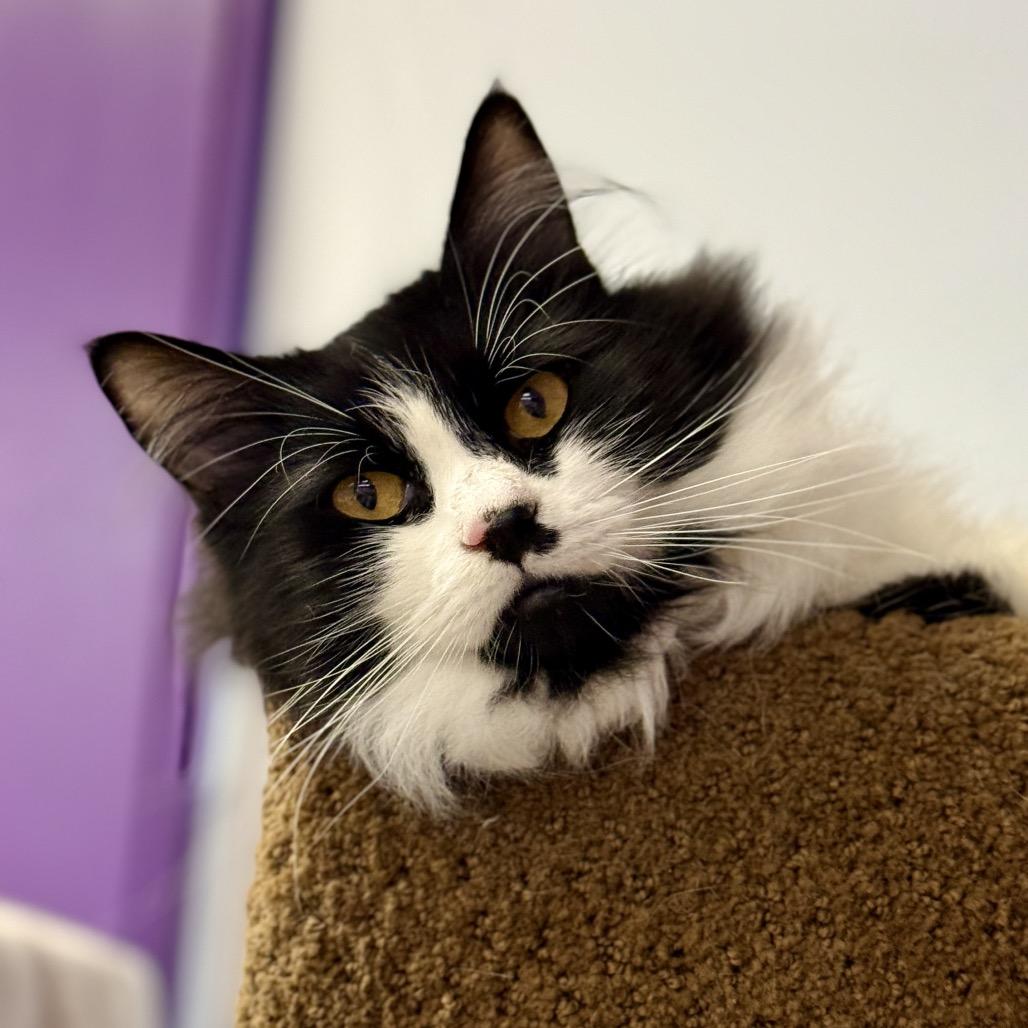 Meowlo, a Adoptable Ragdoll in Fresno, CA image 2/6