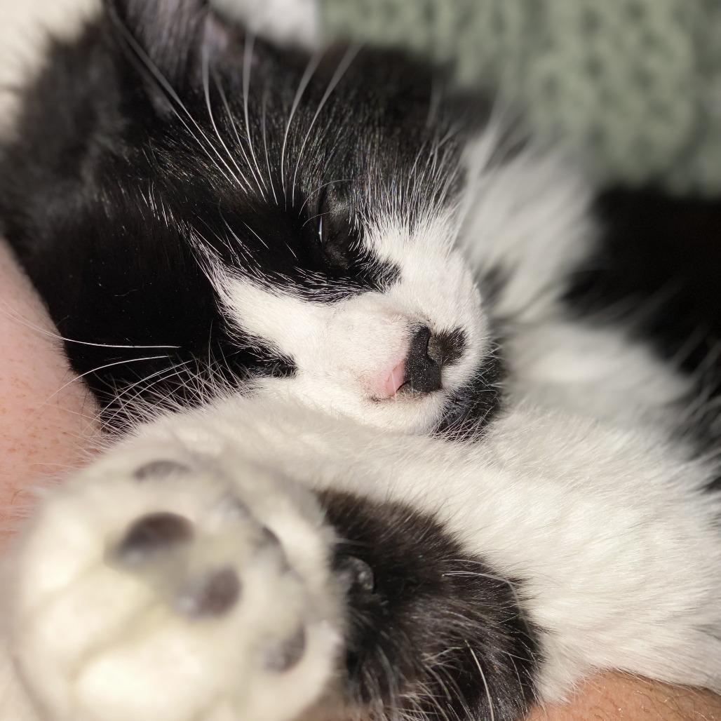 Meowlo, a Adoptable Ragdoll in Fresno, CA image 3/6