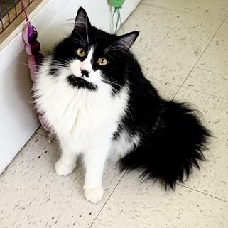 Meowlo, a Adoptable Ragdoll in Fresno, CA image 4/6