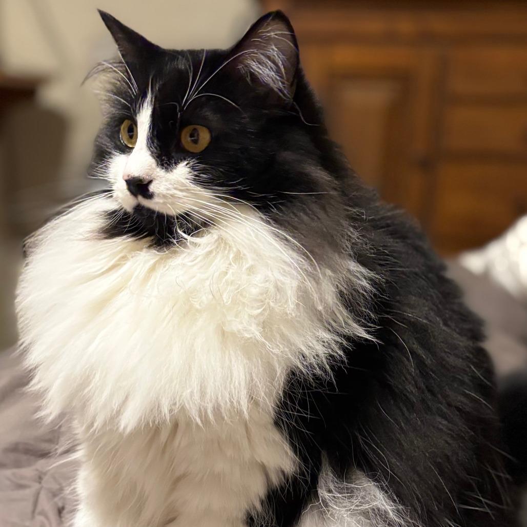 Meowlo, a Adoptable Ragdoll in Fresno, CA image 6/6