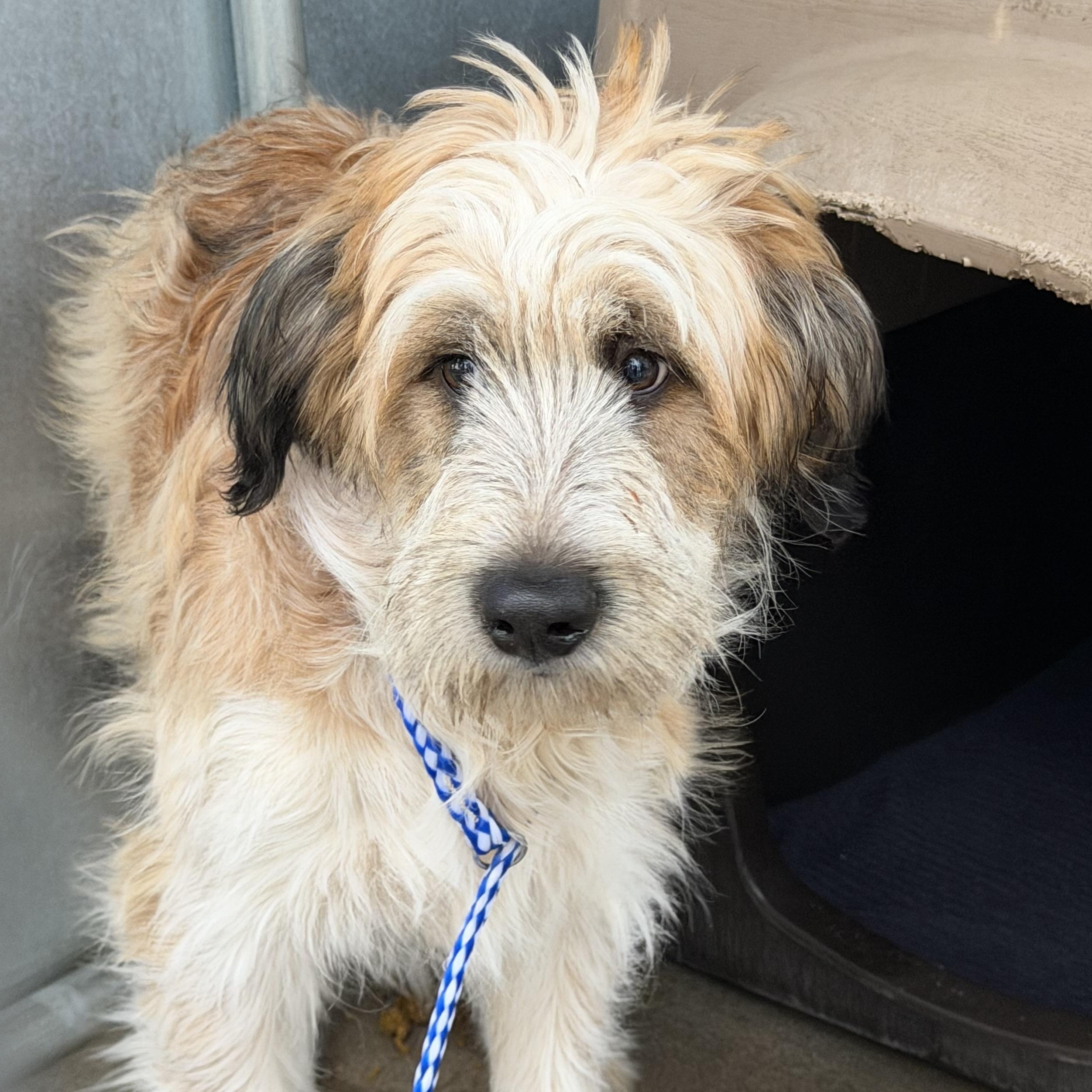 Rufus , adoptable, Adult Male Silky Terrier.