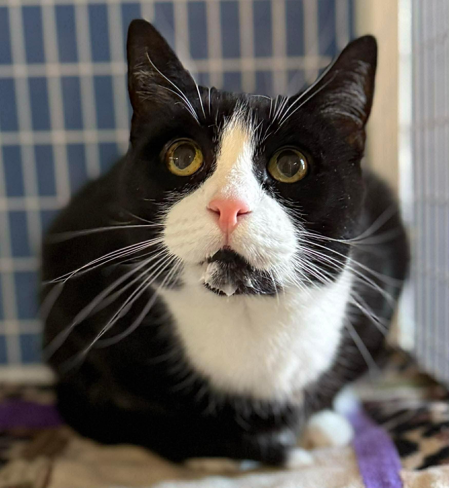 Enlarge Jonas FIV+, a ADOPTABLE Domestic Short Hair in Claremont, NH image 1/1