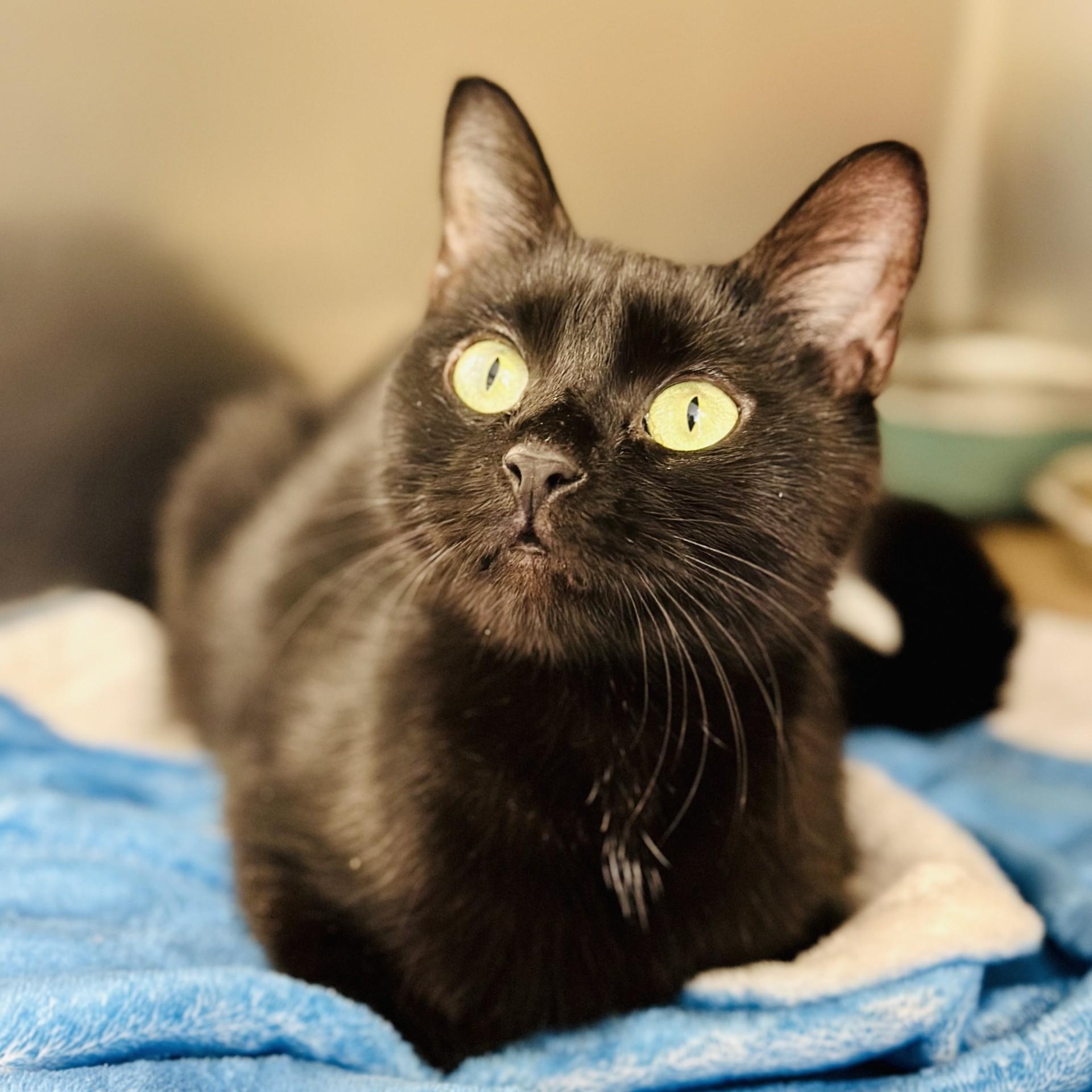 Church, ADOPTABLE, Adult Female Domestic Short Hair.