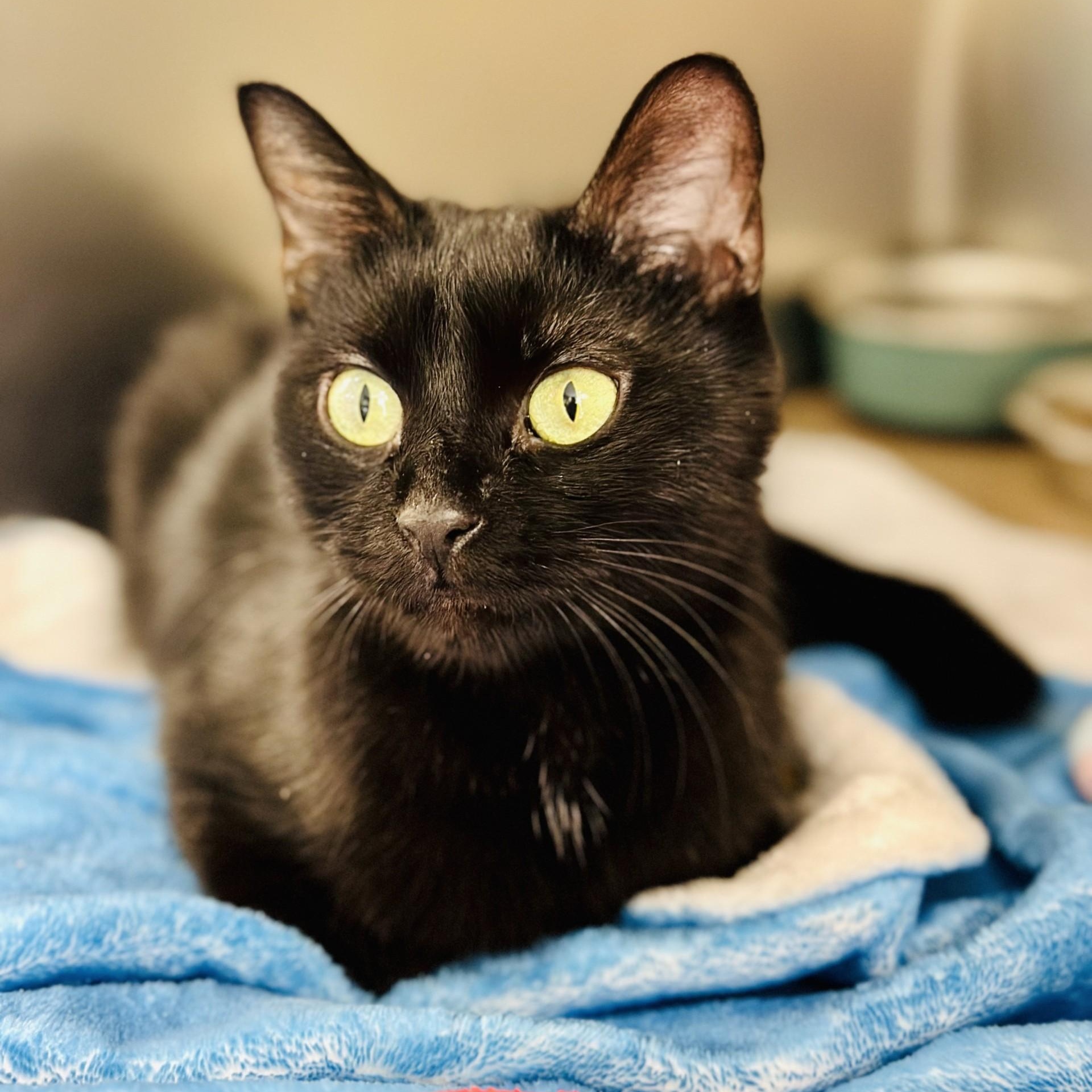 Enlarge Church, a ADOPTABLE Domestic Short Hair in Jackson, NJ image 2/2