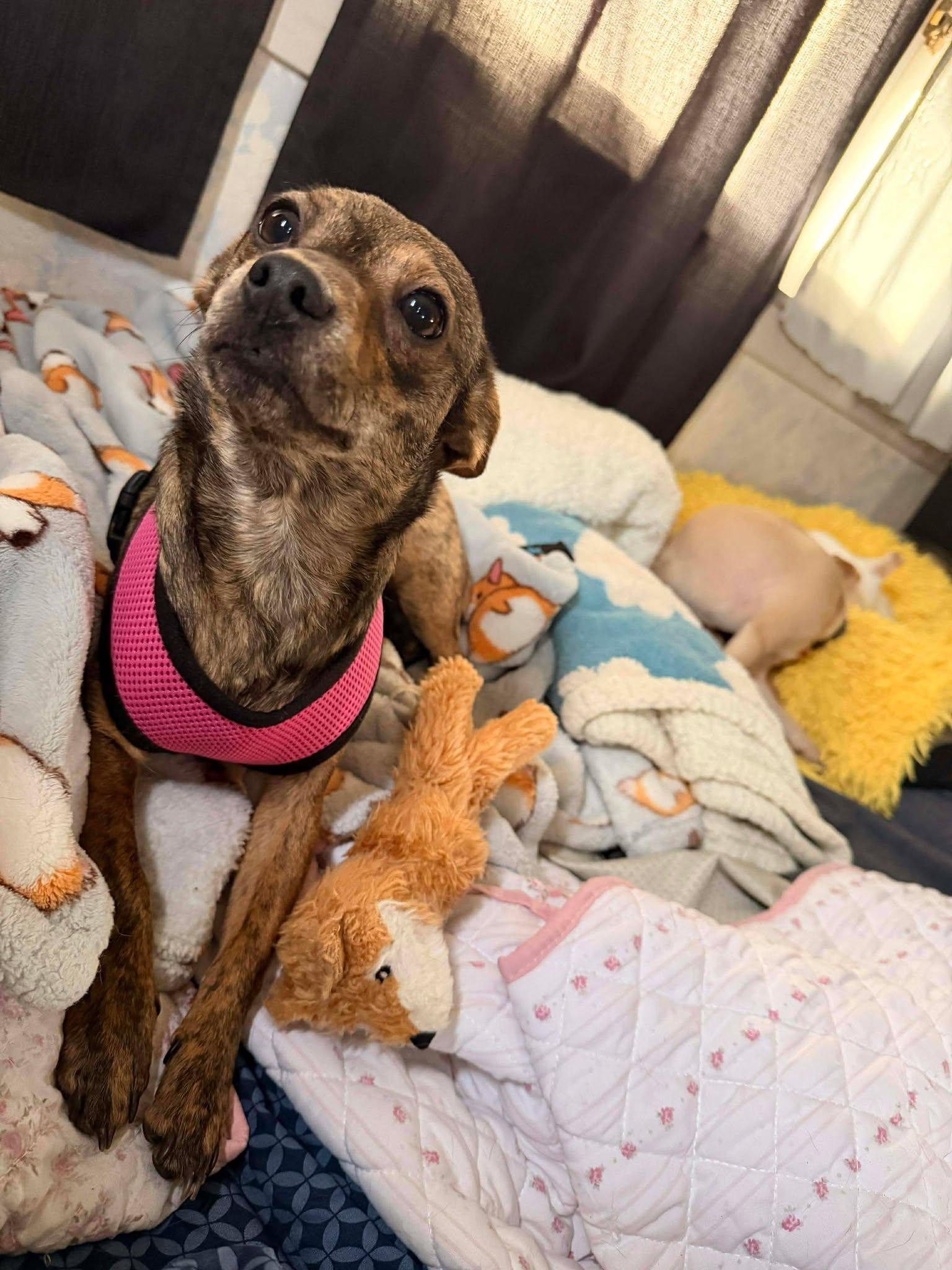 Princess, Adoptable, Young Female Chihuahua.