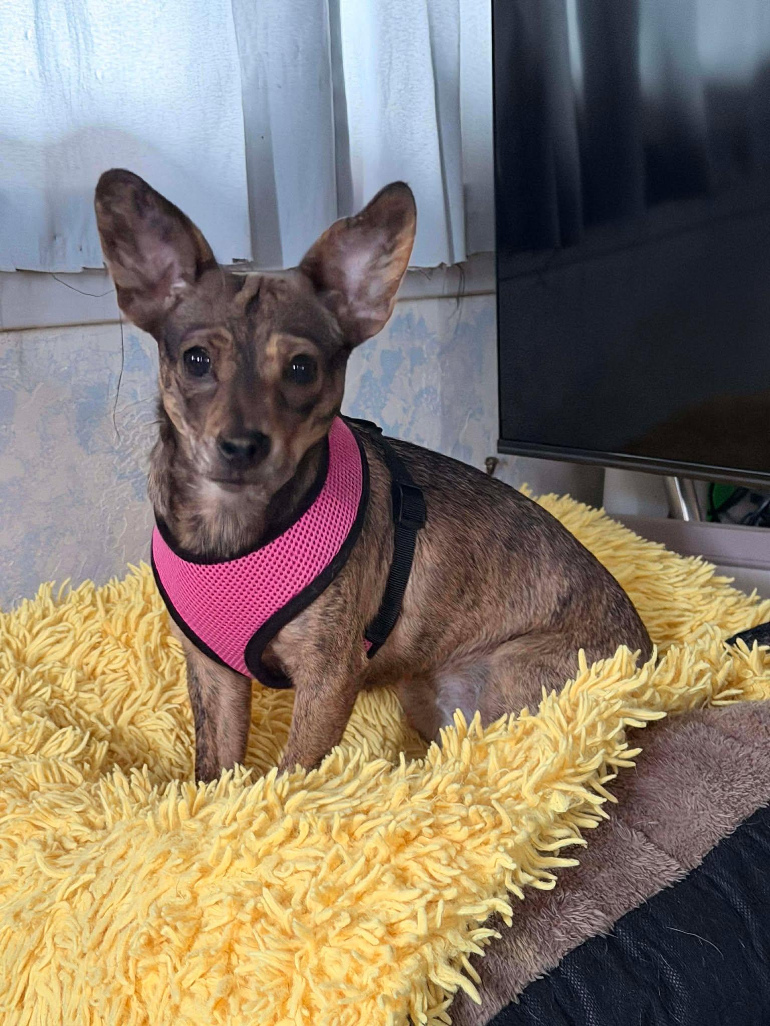 Princess, a Adoptable Chihuahua in Visalia, CA image 2/3