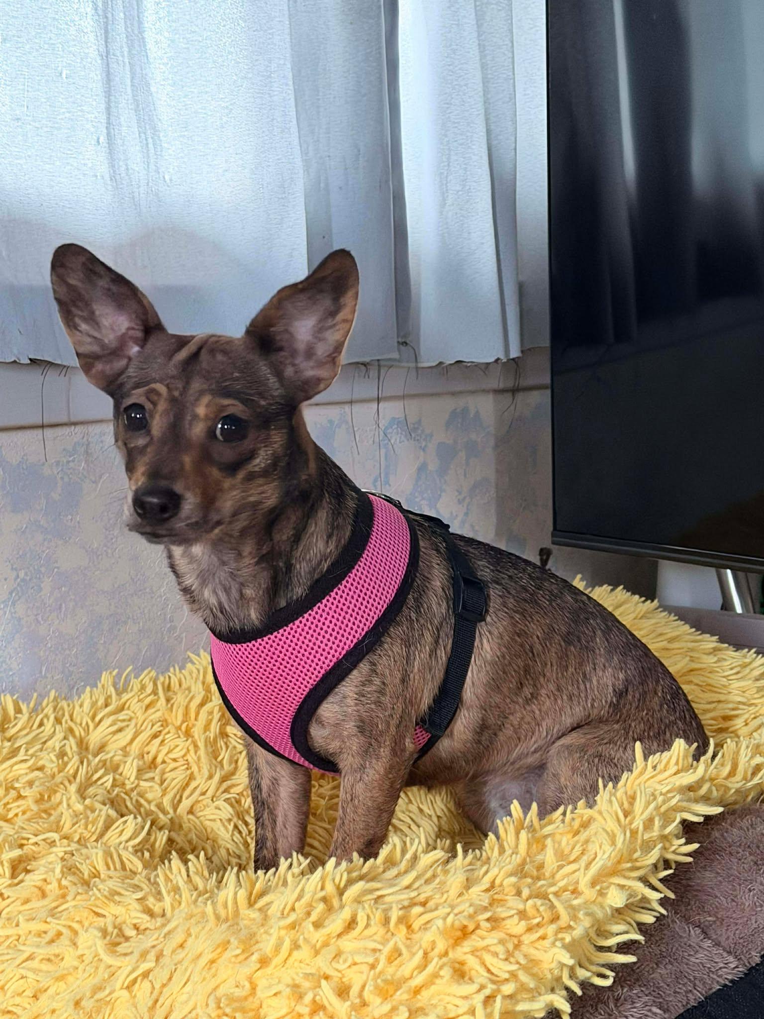 Princess, a Adoptable Chihuahua in Visalia, CA image 3/3