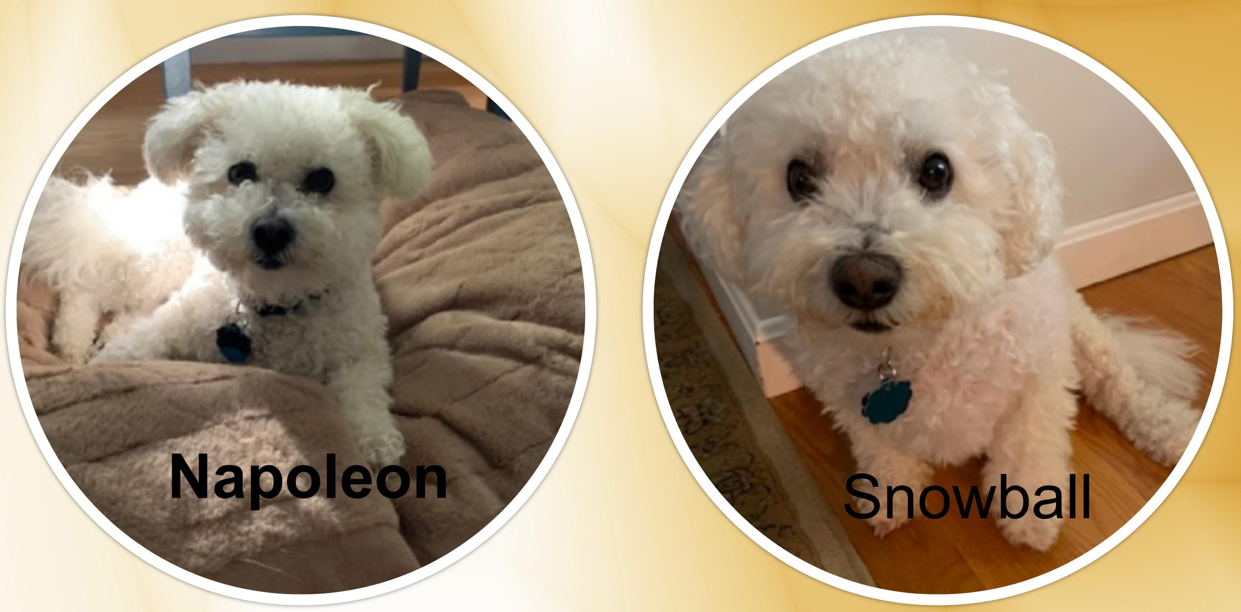 Napoleon and Snowball - MA