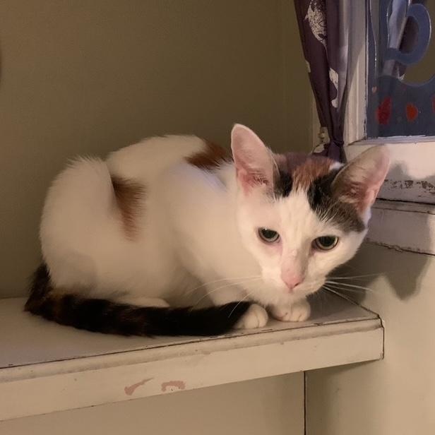 Enlarge Julie, a Adoptable Domestic Short Hair in Jersey City, NJ image 1/5