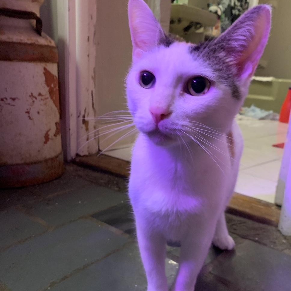 Enlarge Julie, a Adoptable Domestic Short Hair in Jersey City, NJ image 2/5