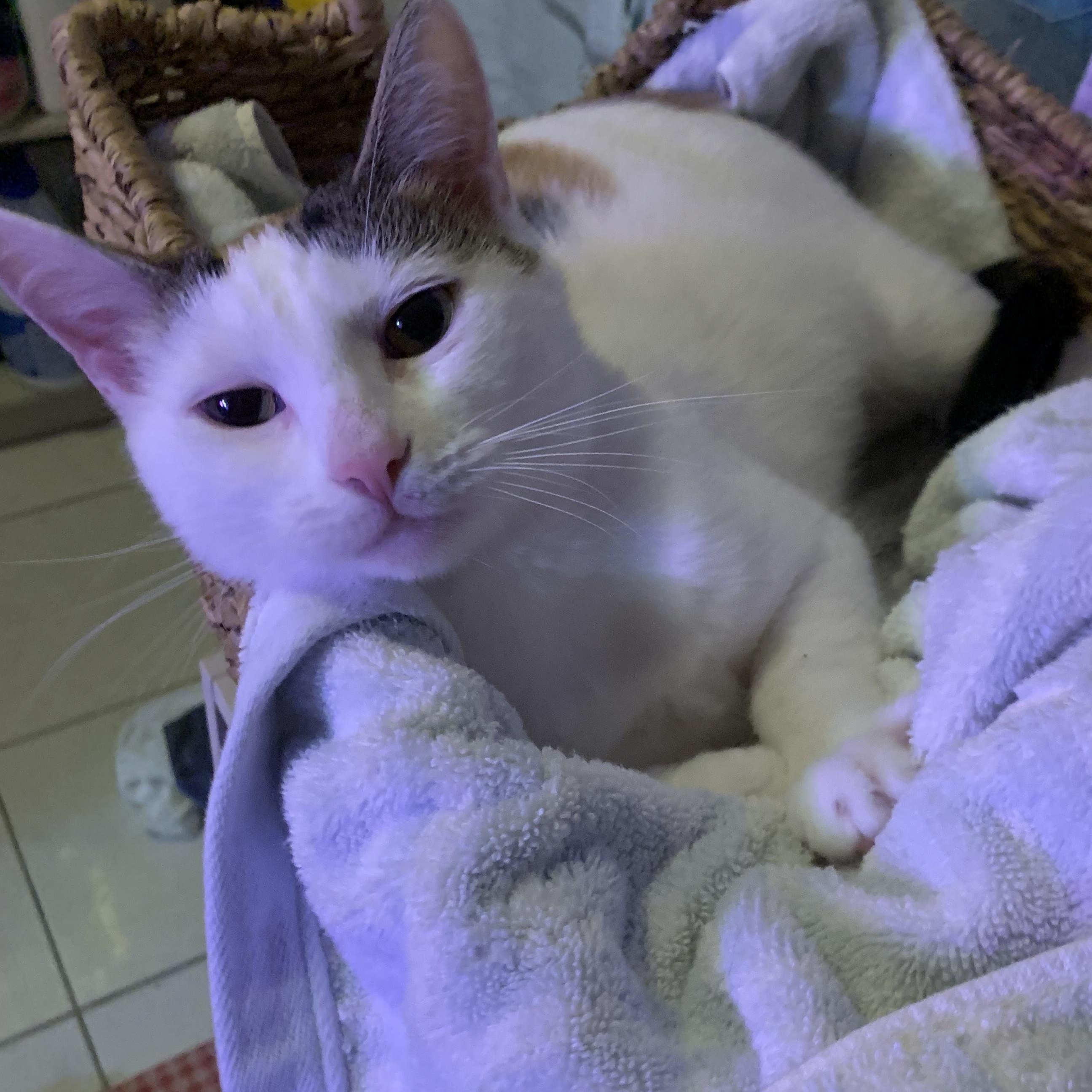 Enlarge Julie, a Adoptable Domestic Short Hair in Jersey City, NJ image 3/5