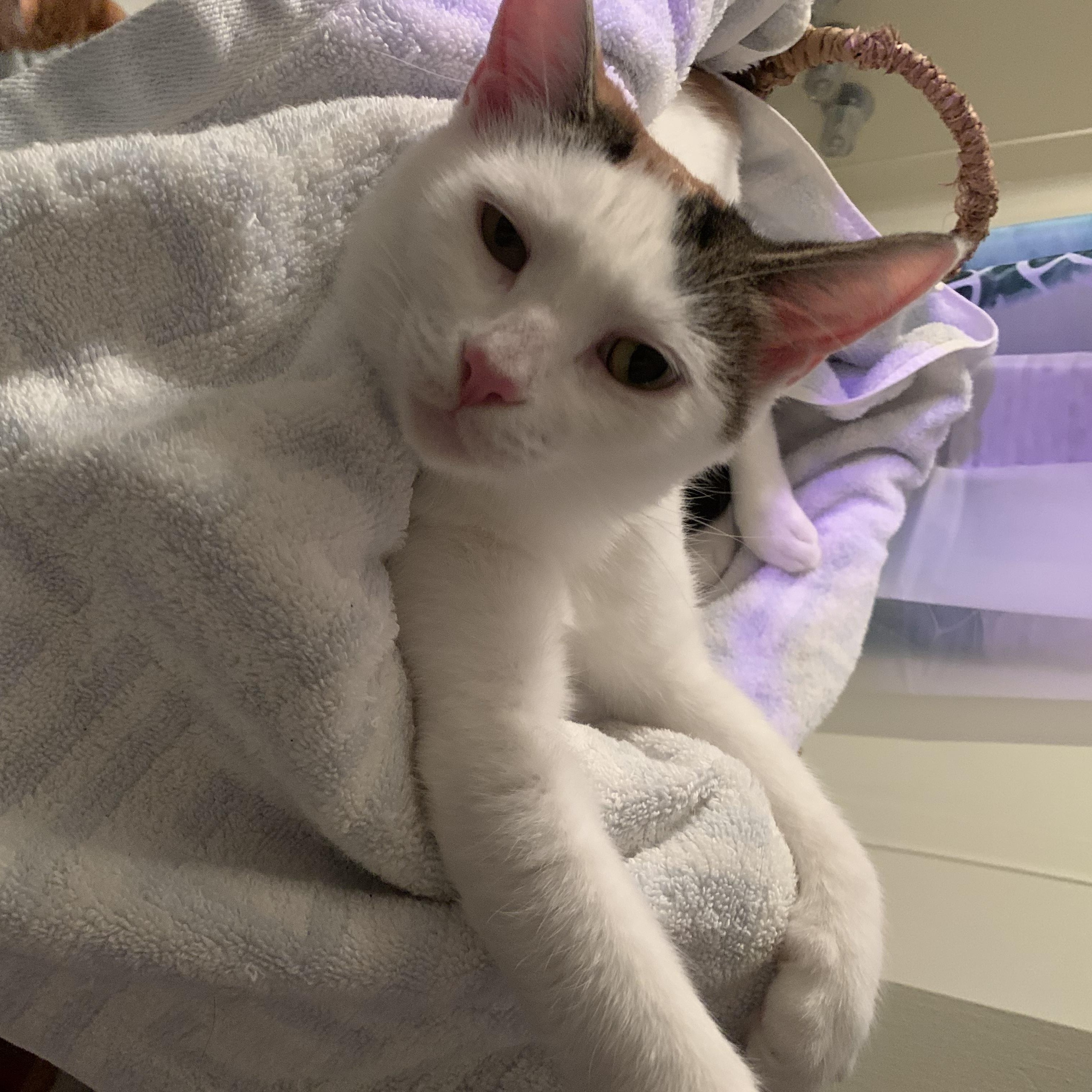 Enlarge Julie, a Adoptable Domestic Short Hair in Jersey City, NJ image 4/5