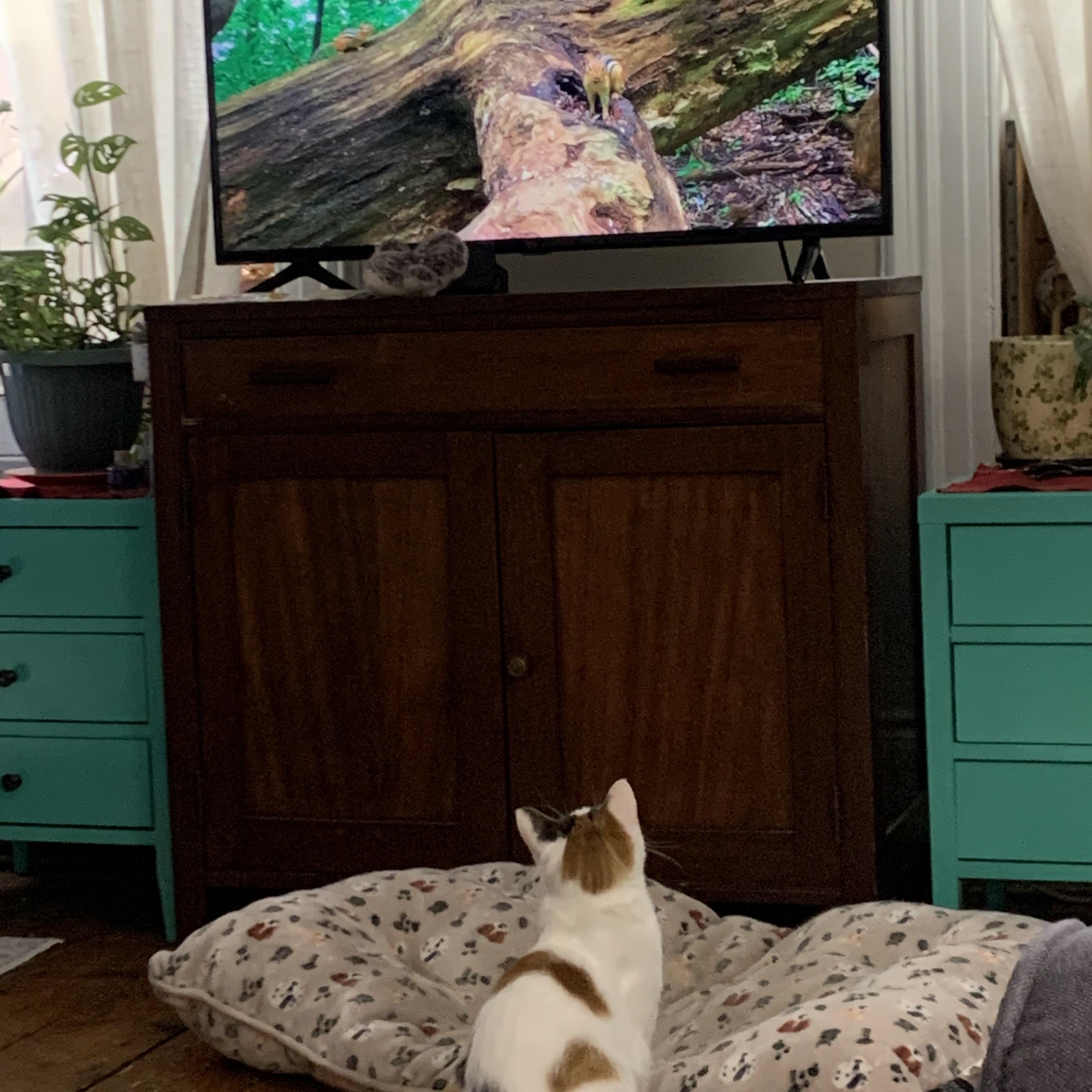 Enlarge Julie, a Adoptable Domestic Short Hair in Jersey City, NJ image 5/5