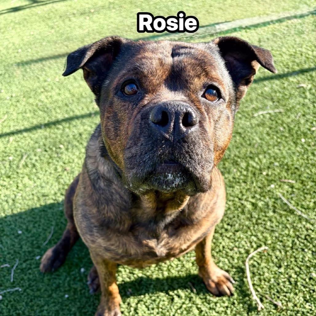 Enlarge Rosie, a Adoptable Pit Bull Terrier in Pekin, IL image 1/6