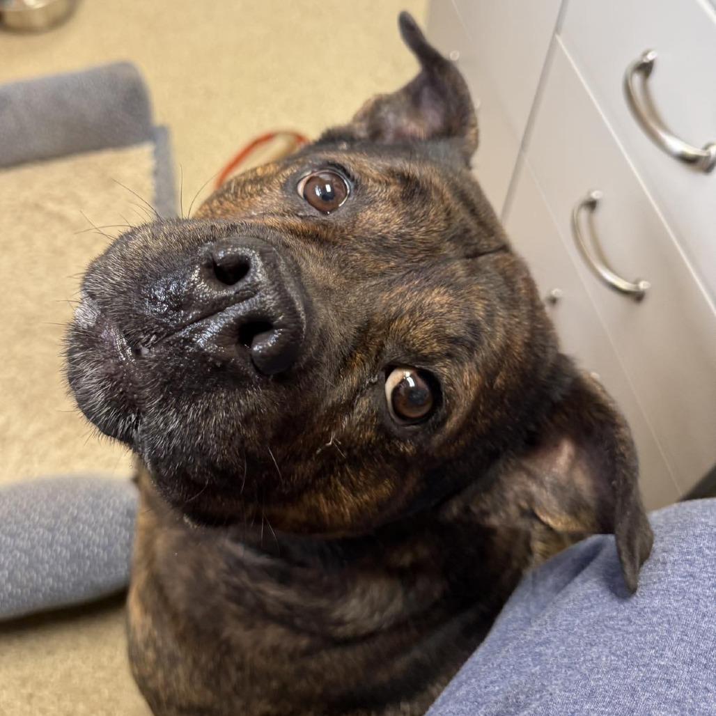 Enlarge Rosie, a Adoptable Pit Bull Terrier in Pekin, IL image 2/6