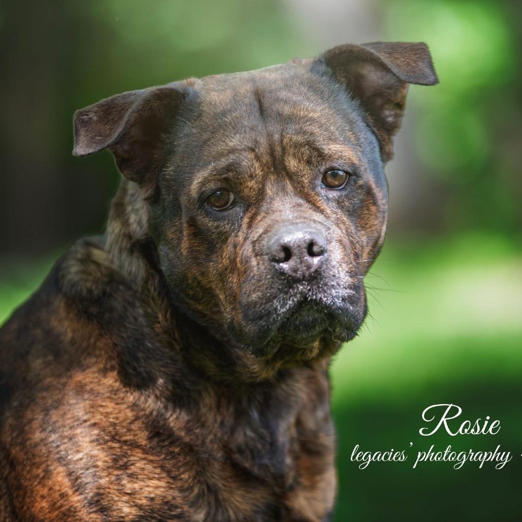 Enlarge Rosie, a Adoptable Pit Bull Terrier in Pekin, IL image 2/6