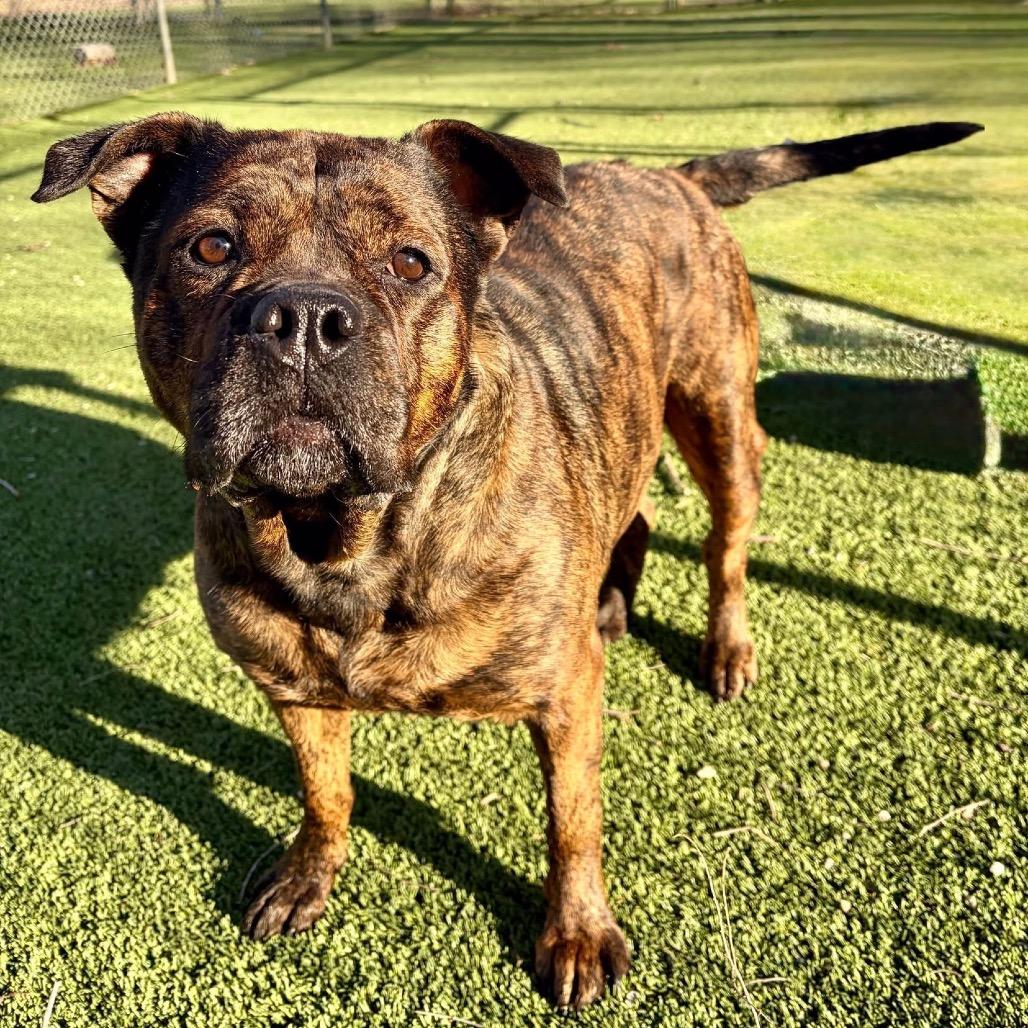 Enlarge Rosie, a Adoptable Pit Bull Terrier in Pekin, IL image 3/6