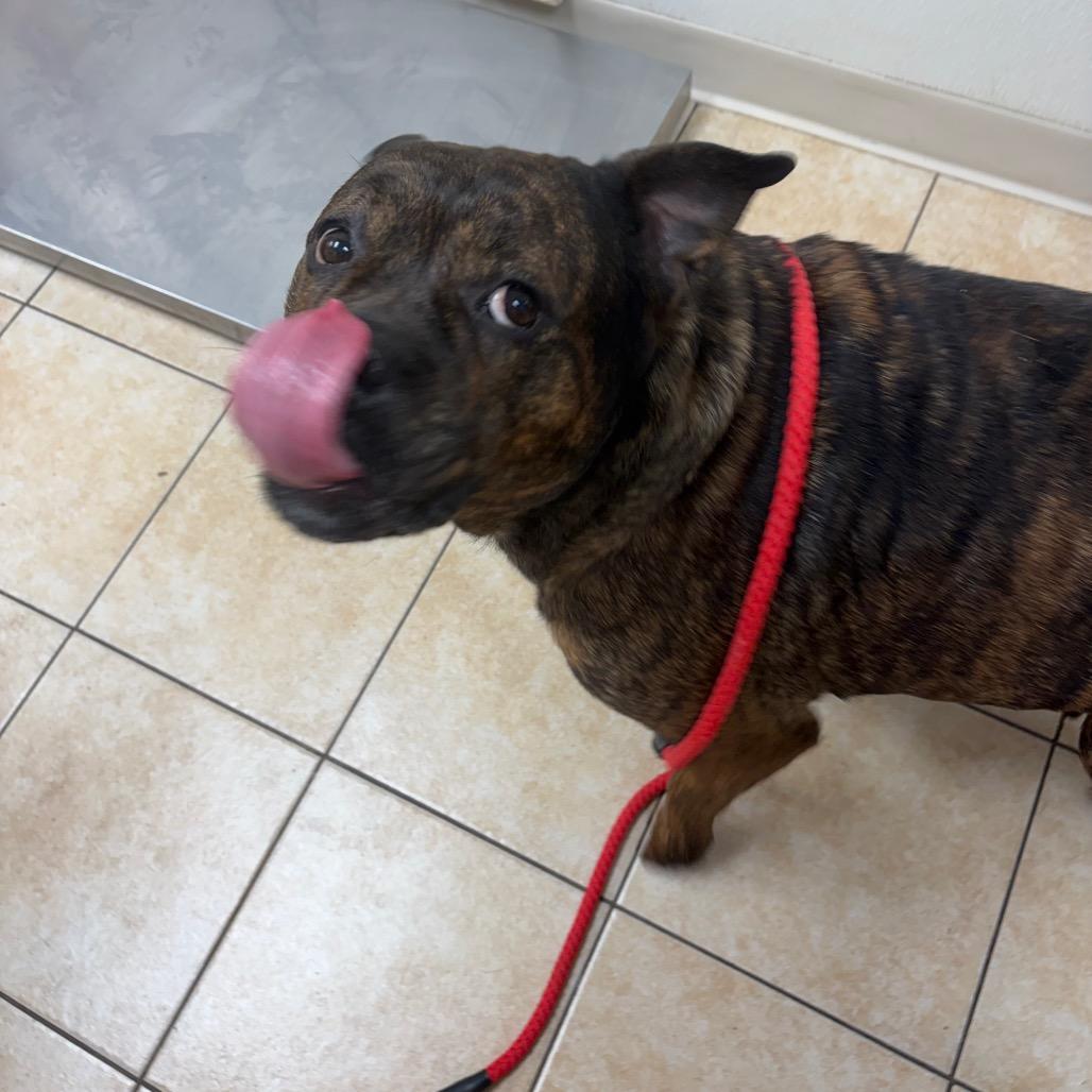 Enlarge Rosie, a Adoptable Pit Bull Terrier in Pekin, IL image 4/6