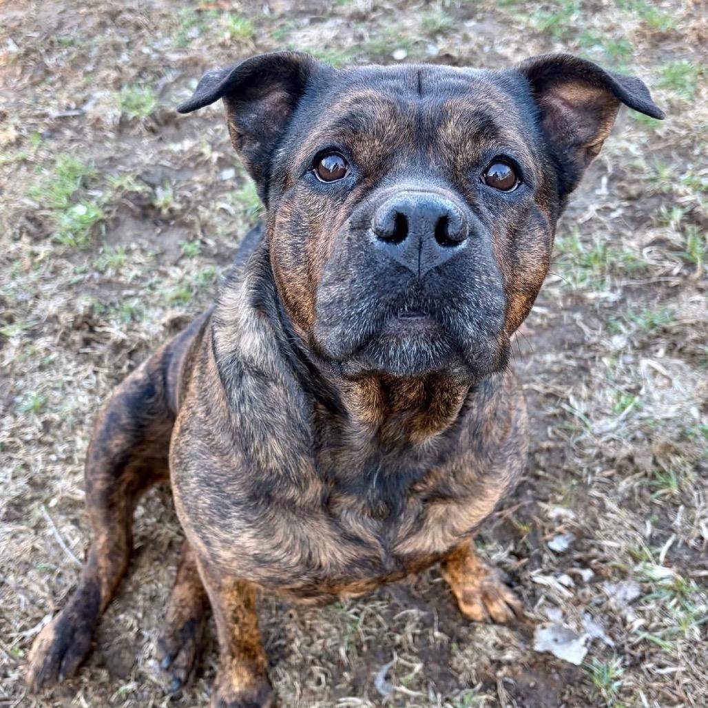 Enlarge Rosie, a Adoptable Pit Bull Terrier in Pekin, IL image 5/6