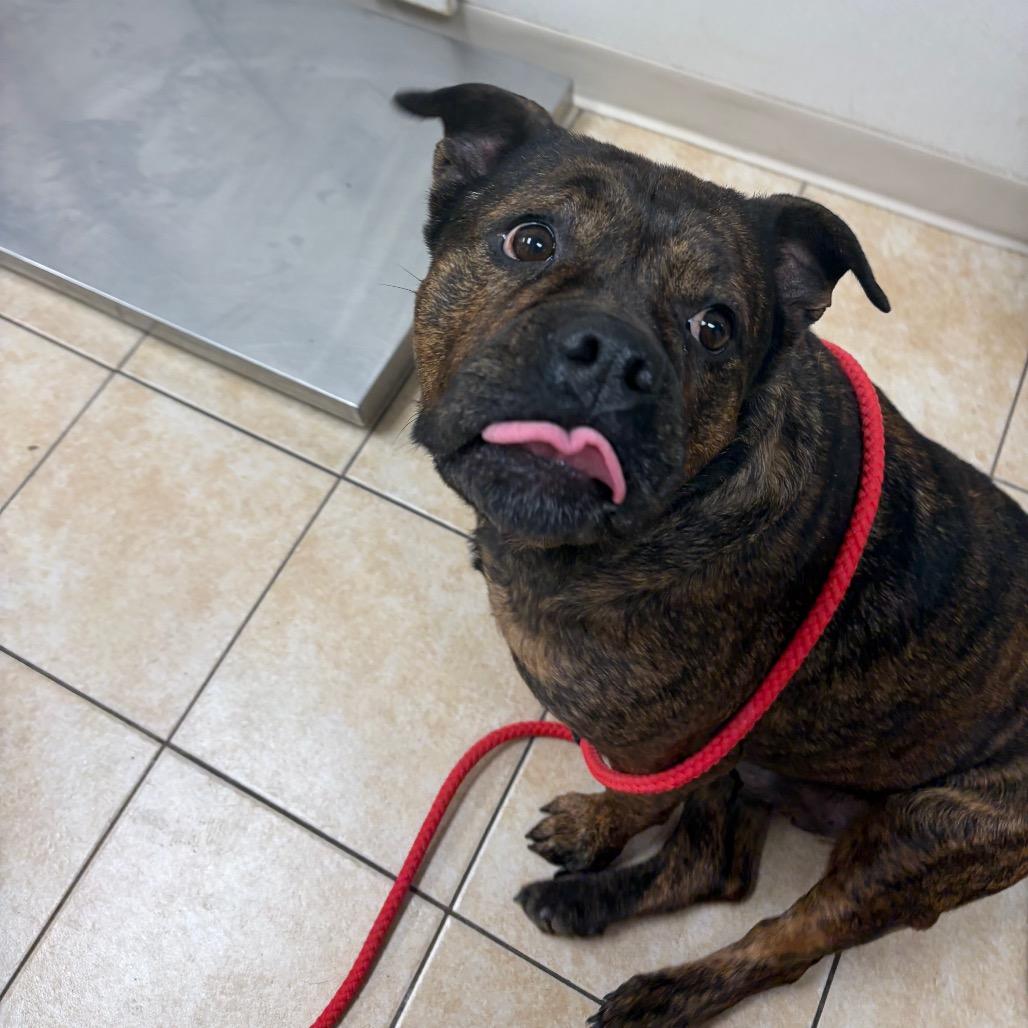 Enlarge Rosie, a Adoptable Pit Bull Terrier in Pekin, IL image 6/6