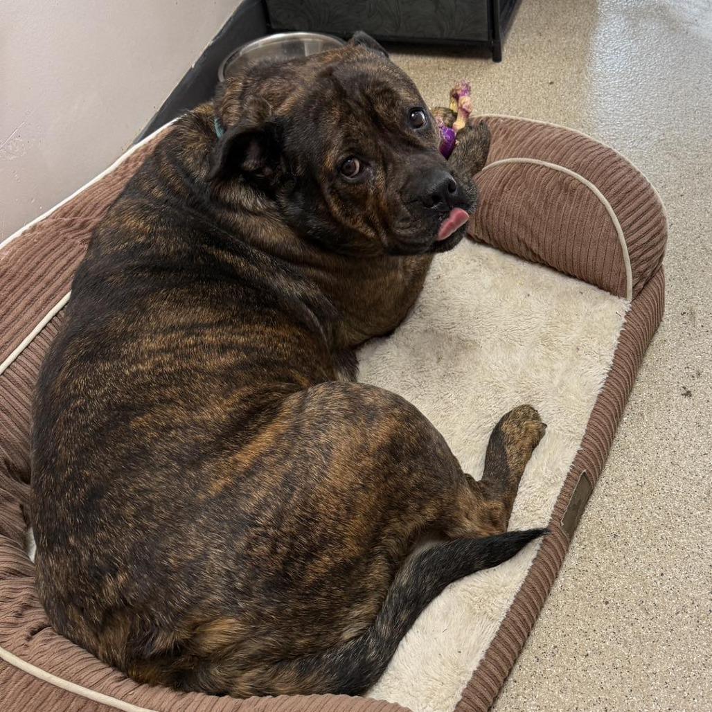 Enlarge Rosie, a Adoptable Pit Bull Terrier in Pekin, IL image 6/6