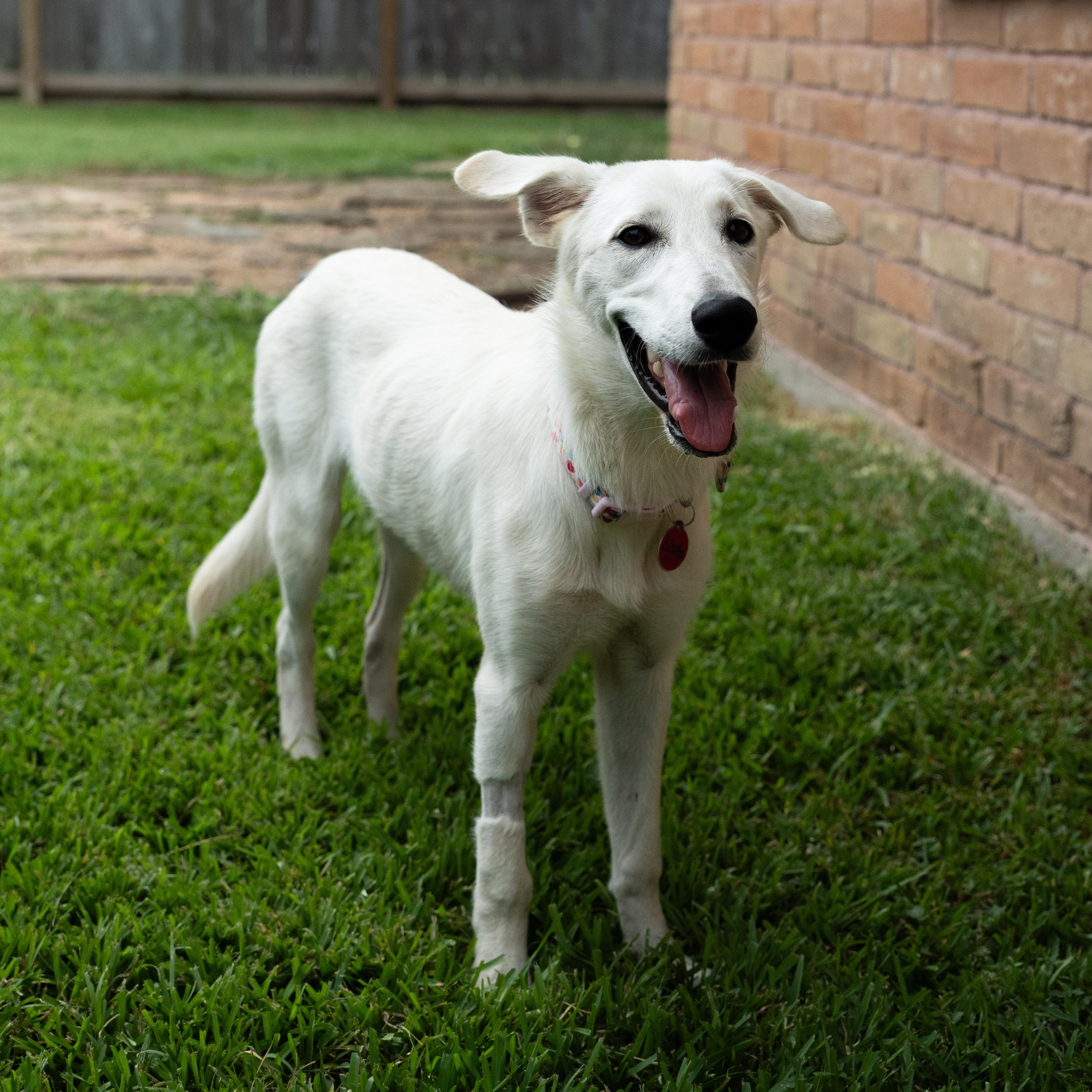 Sizzle — thumbnail 5