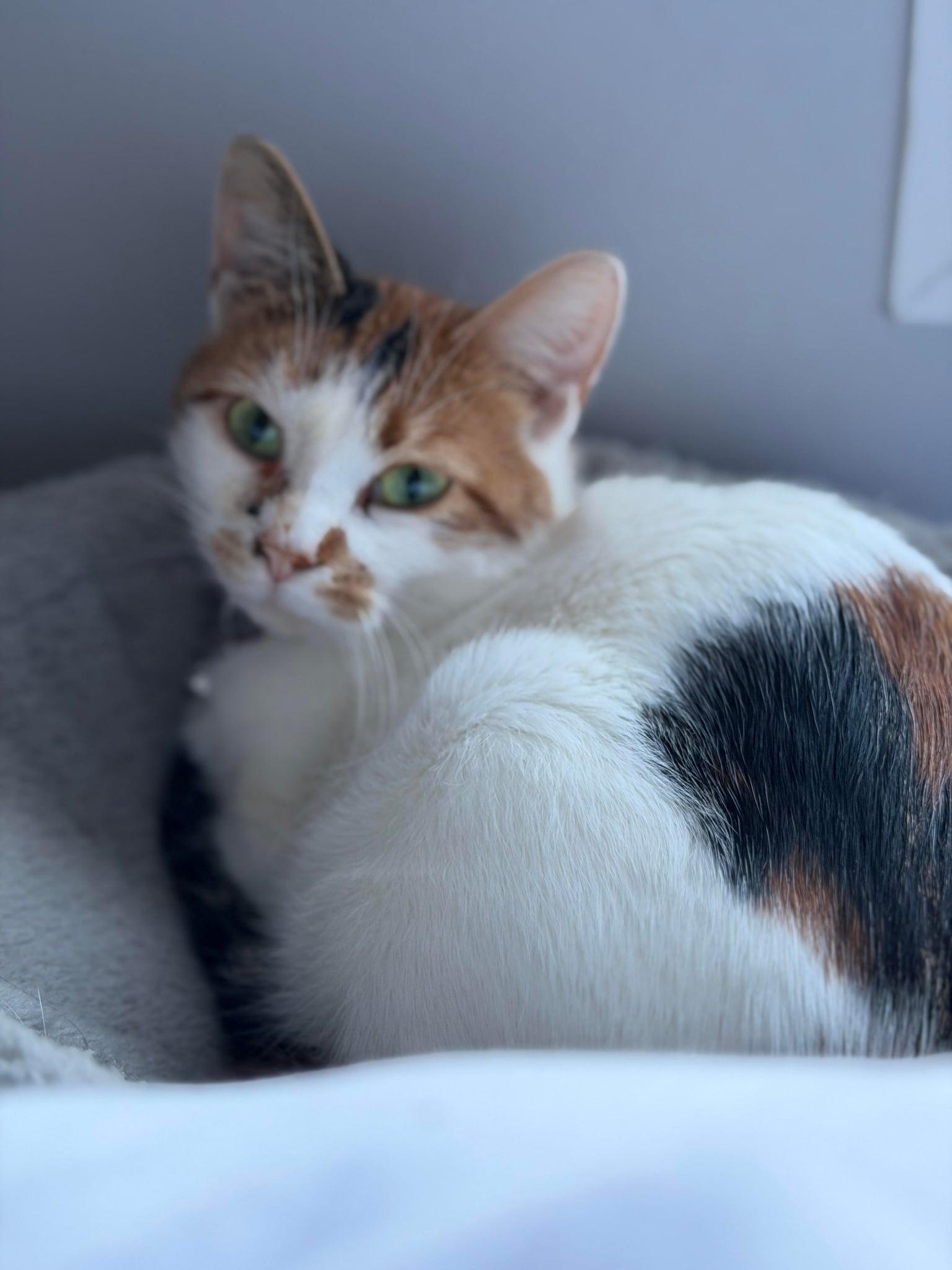 Lava, Adoptable, Young Female Domestic Short Hair.