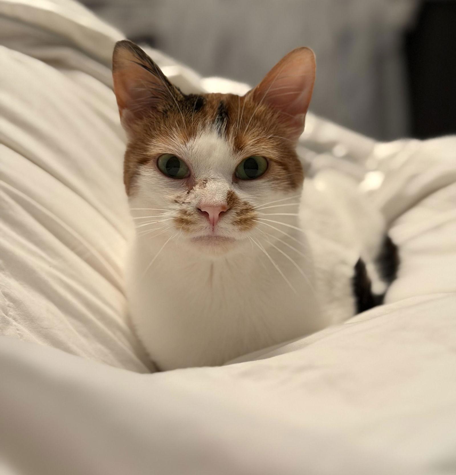 Enlarge Lava, a Adoptable Domestic Short Hair in Minneapolis, MN image 2/2