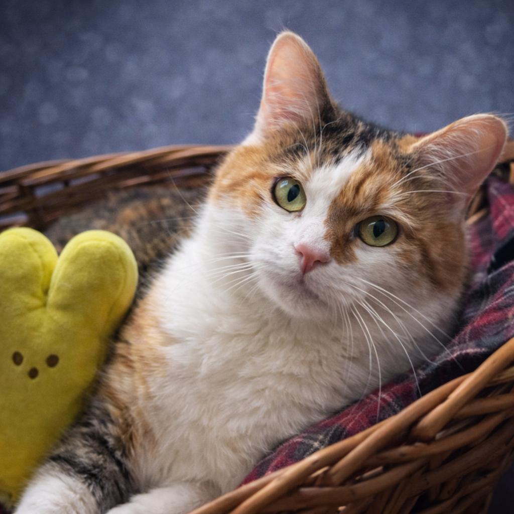 Biscuit, Adoptable, Adult Female Domestic Short Hair & Calico.