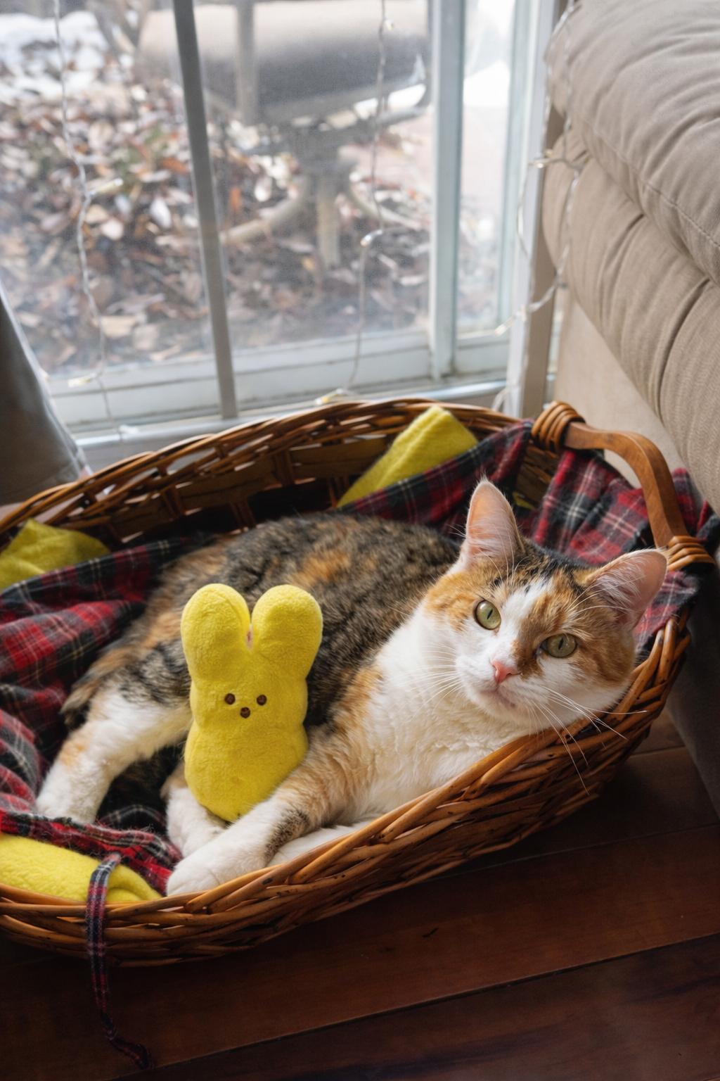 Biscuit, a Adoptable mixed breed in Dublin, OH image 2/2