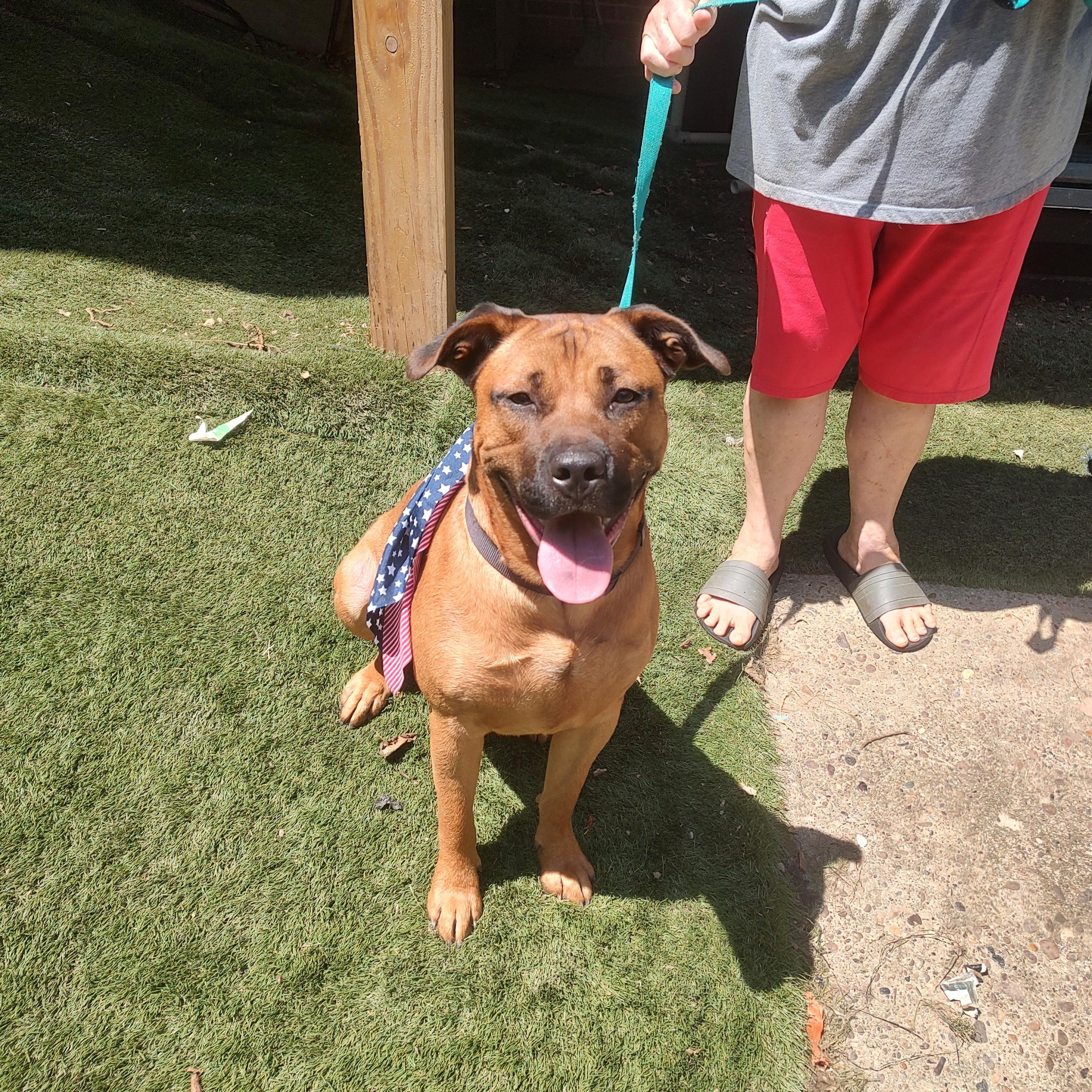 Buster, a ADOPTABLE mixed breed in Charleston, WV image 1/6