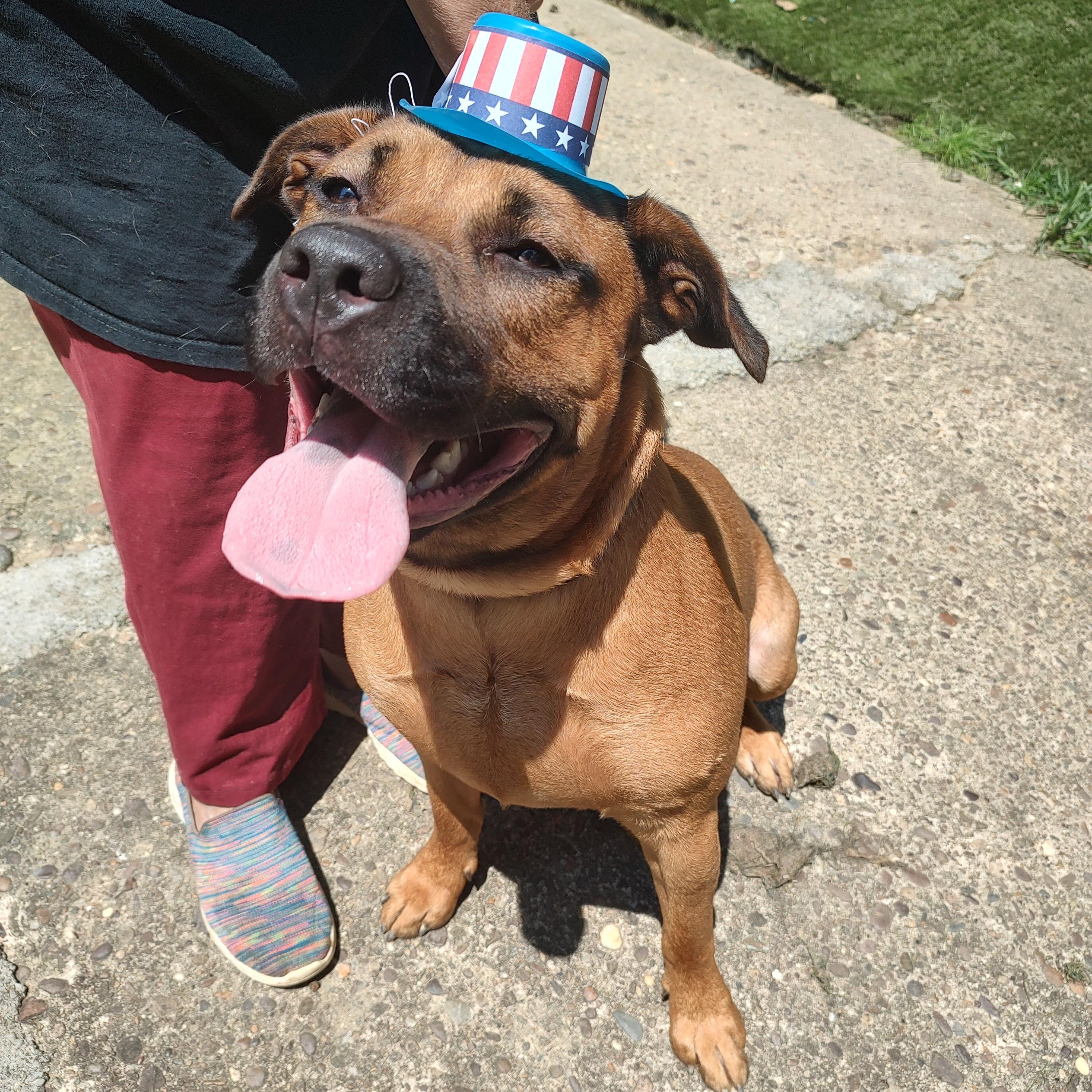 Buster, a ADOPTABLE mixed breed in Charleston, WV image 2/6