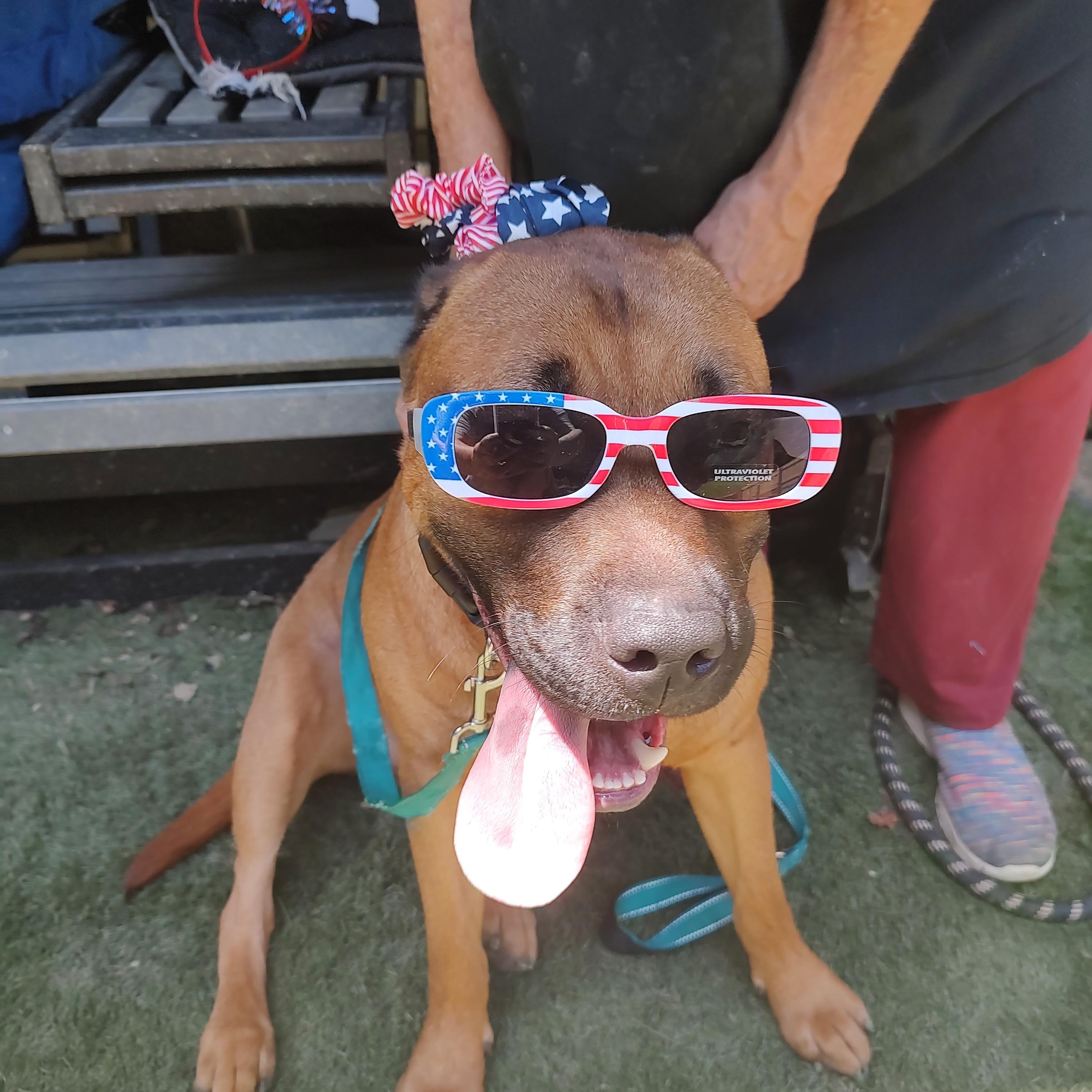Buster, a ADOPTABLE mixed breed in Charleston, WV image 3/6