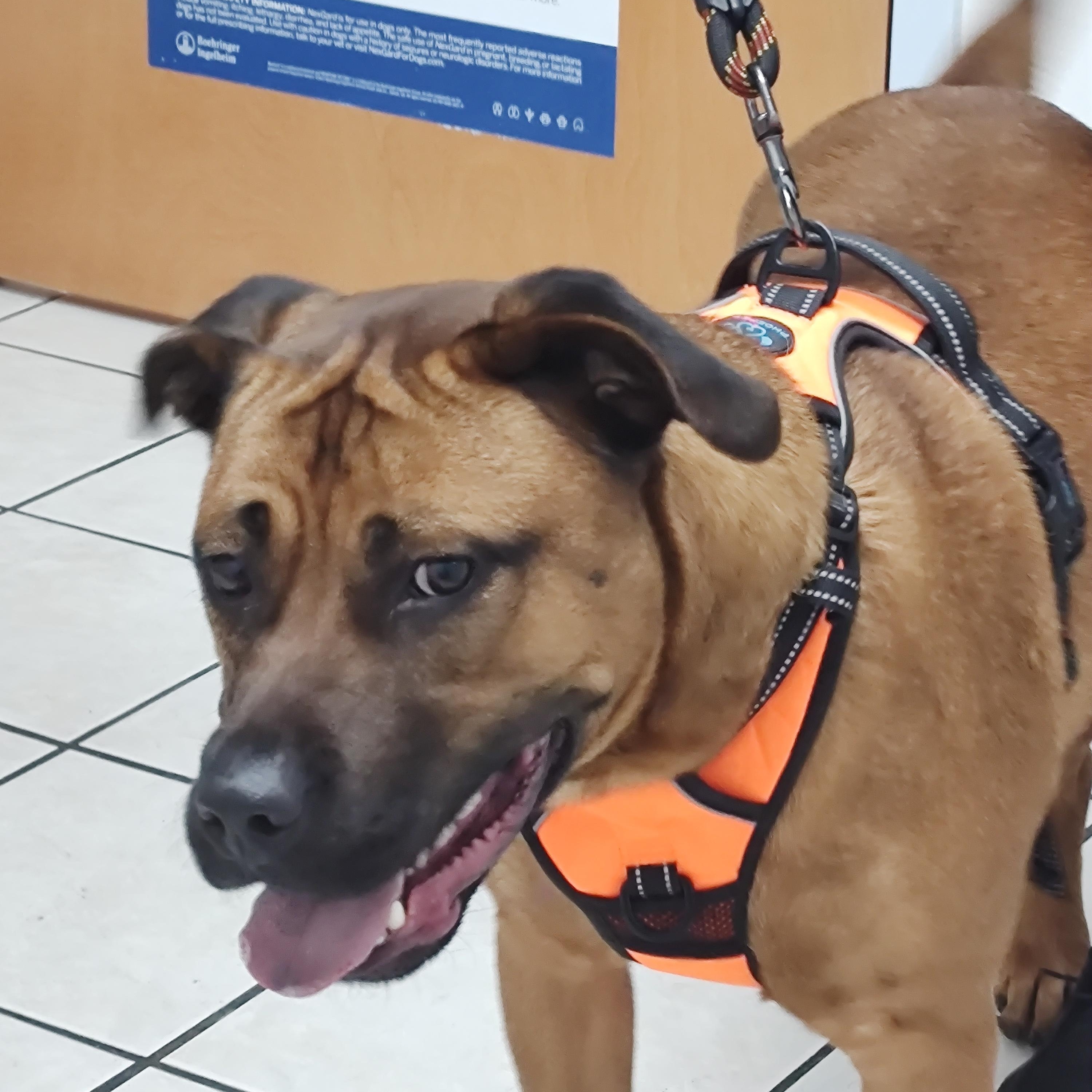 Buster, a ADOPTABLE mixed breed in Charleston, WV image 4/6