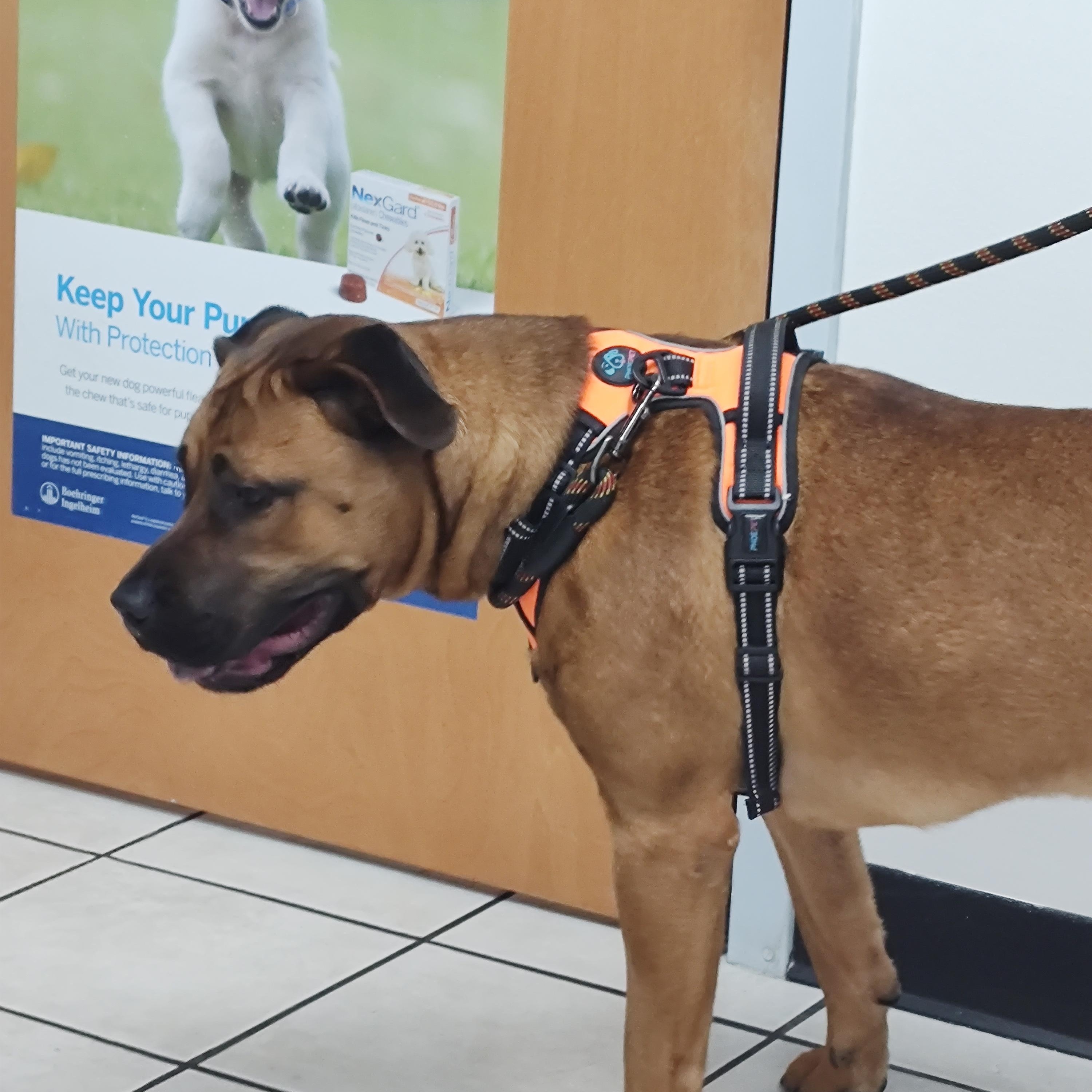 Buster, a ADOPTABLE mixed breed in Charleston, WV image 5/6