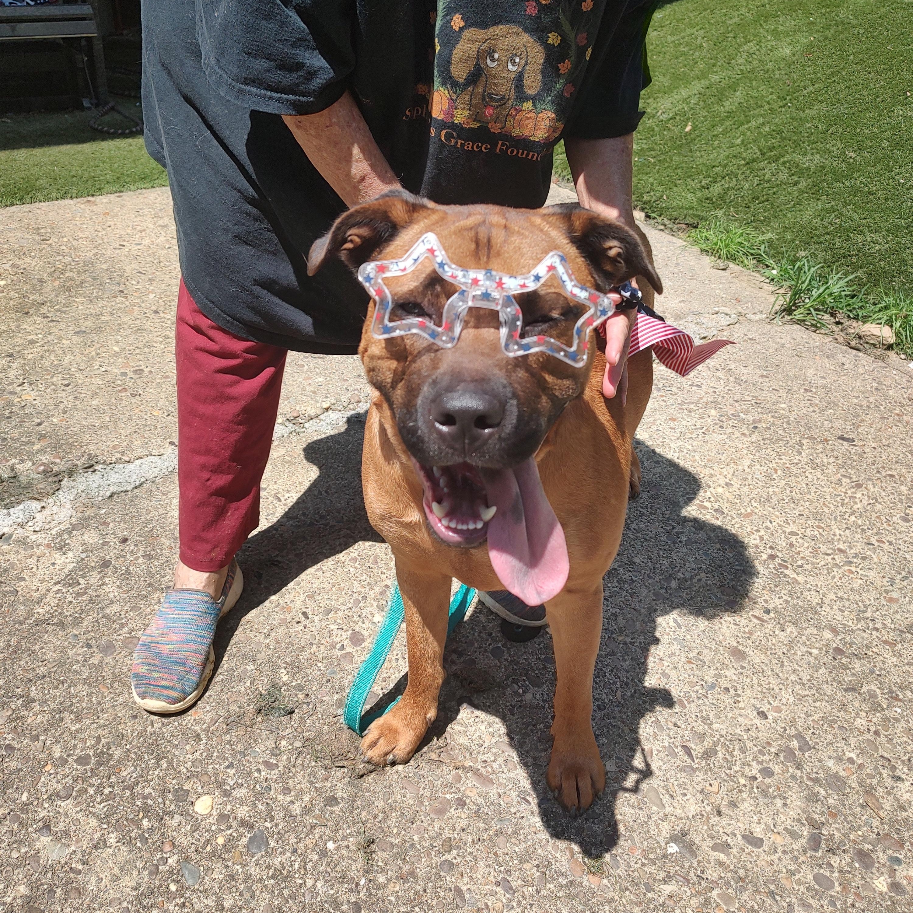 Buster, a ADOPTABLE mixed breed in Charleston, WV image 6/6