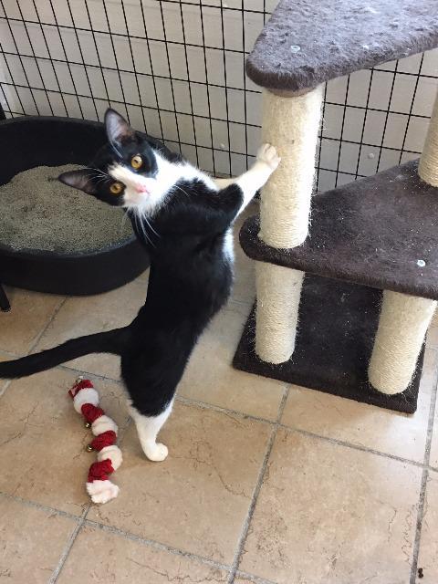 Enlarge Kermit, a Adopted Domestic Long Hair in Hastings, NE image 1/1