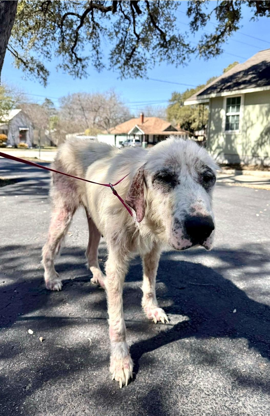Dulcinea the Great Pyrenees, a ADOPTABLE Great Pyrenees in Lockhart, TX image 2/6